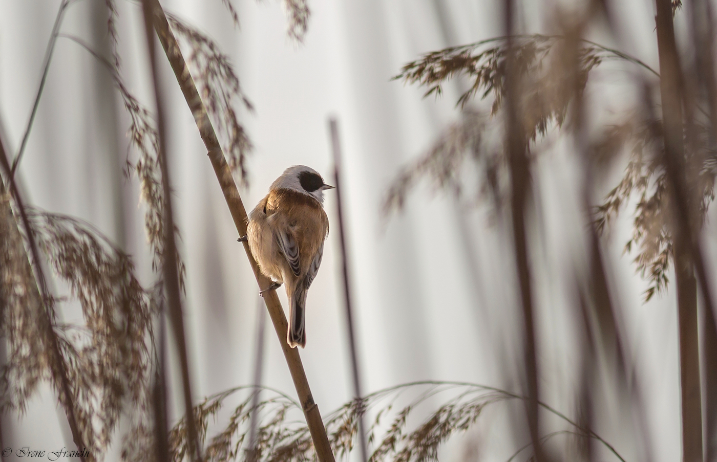 Pendolino (Remiz pendolinus)