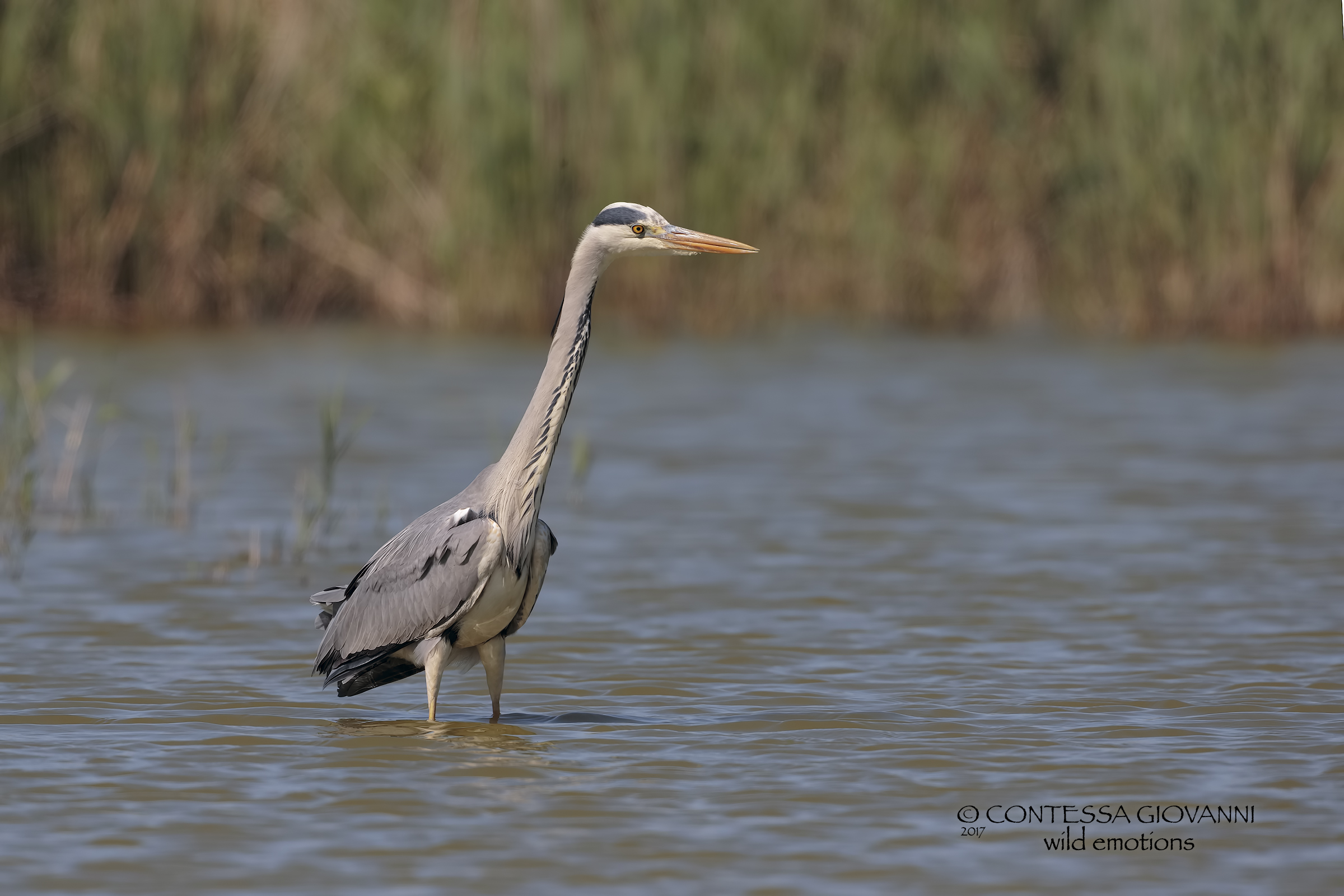 Hunter hunting in the hunt