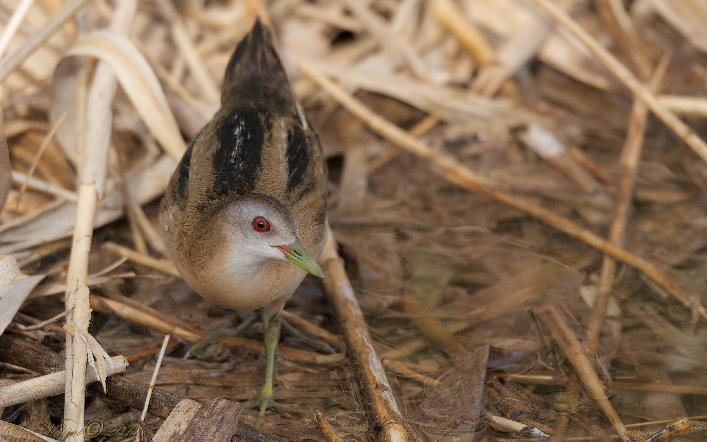 Schiribilla ( Porzana parva)