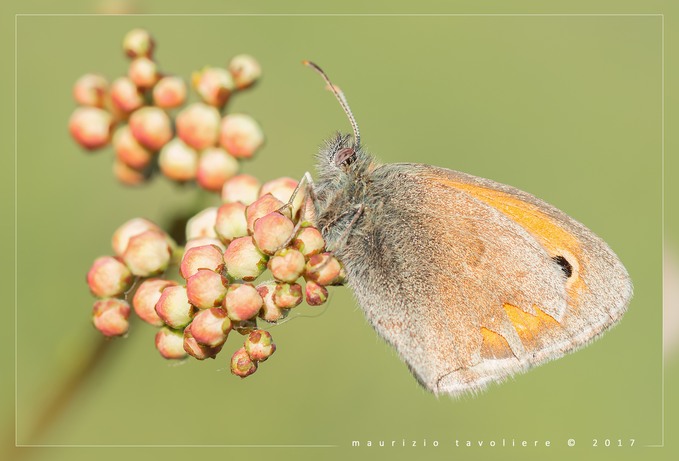La piccola Guerriera .. Coenonympha pamphilu, Lombardia