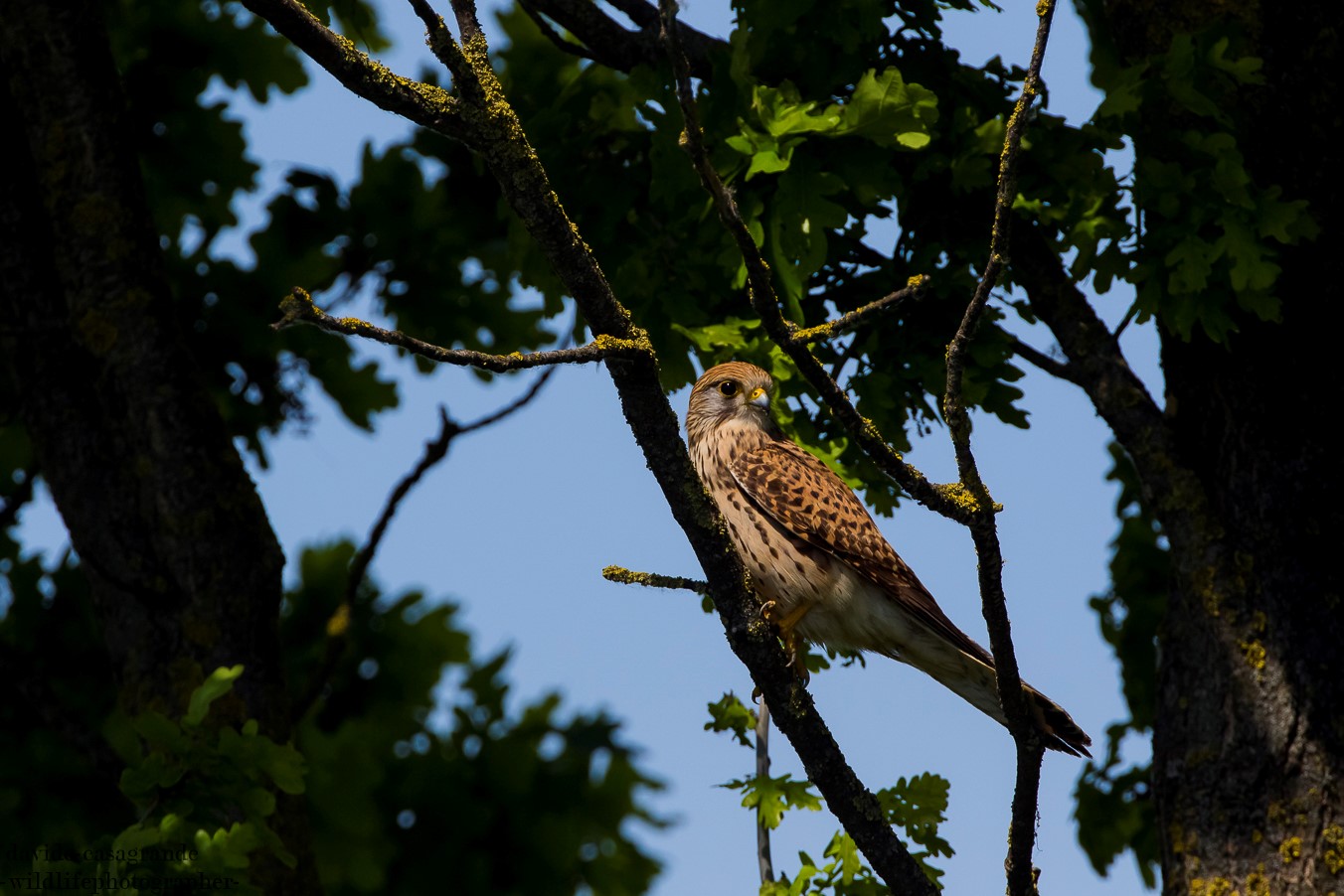 Kestrel (Falco tinnunculus)