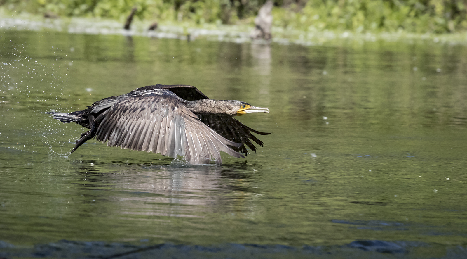 Cormorant with water
