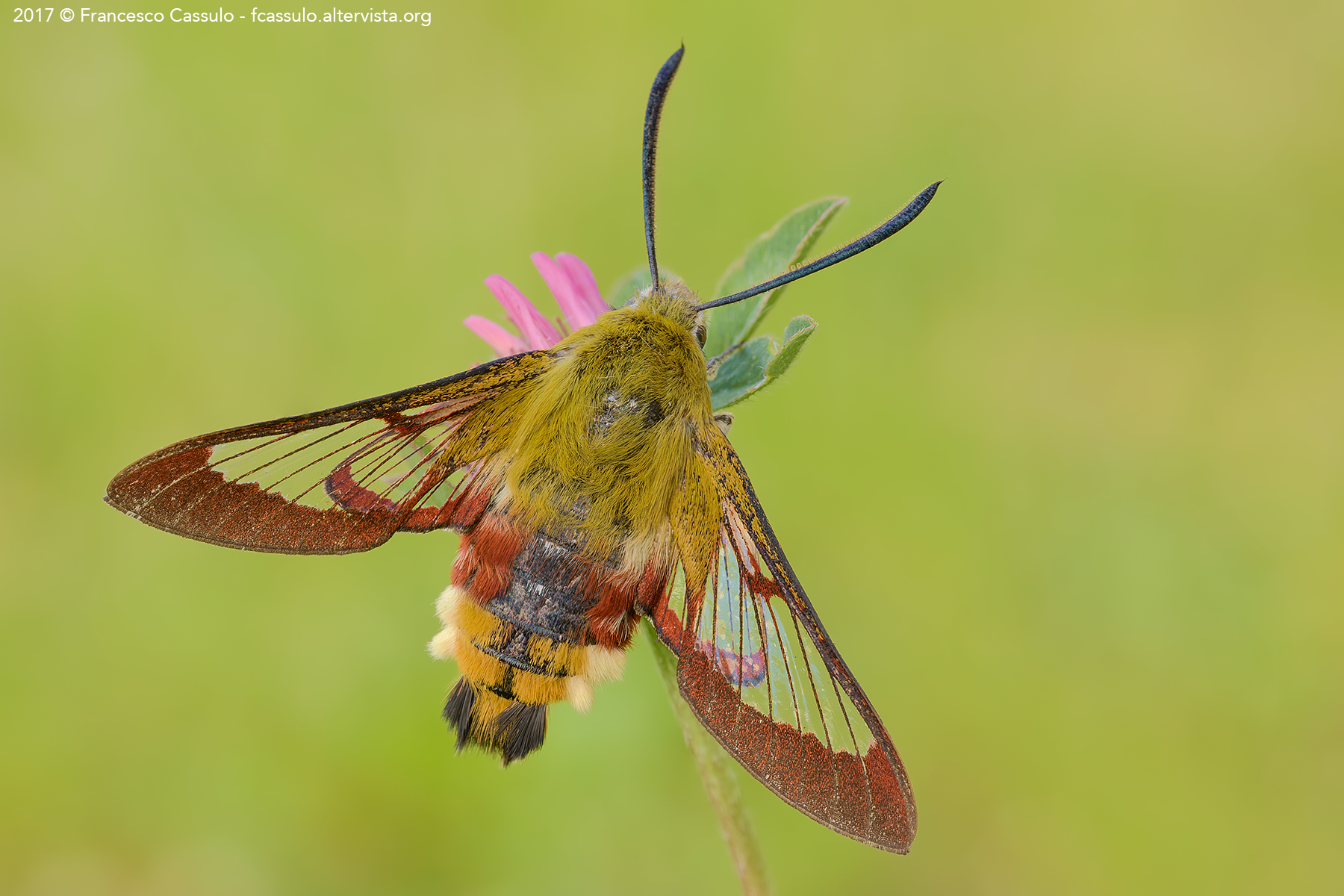Hemaris fuciformis (Linnaeus, 1758)