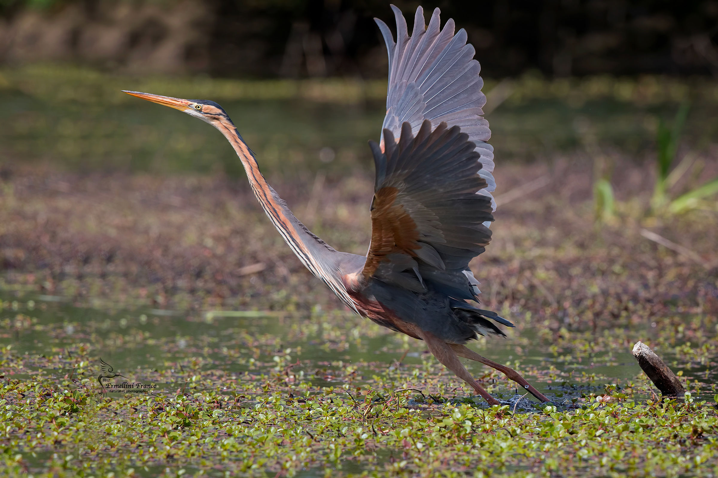 Red heron