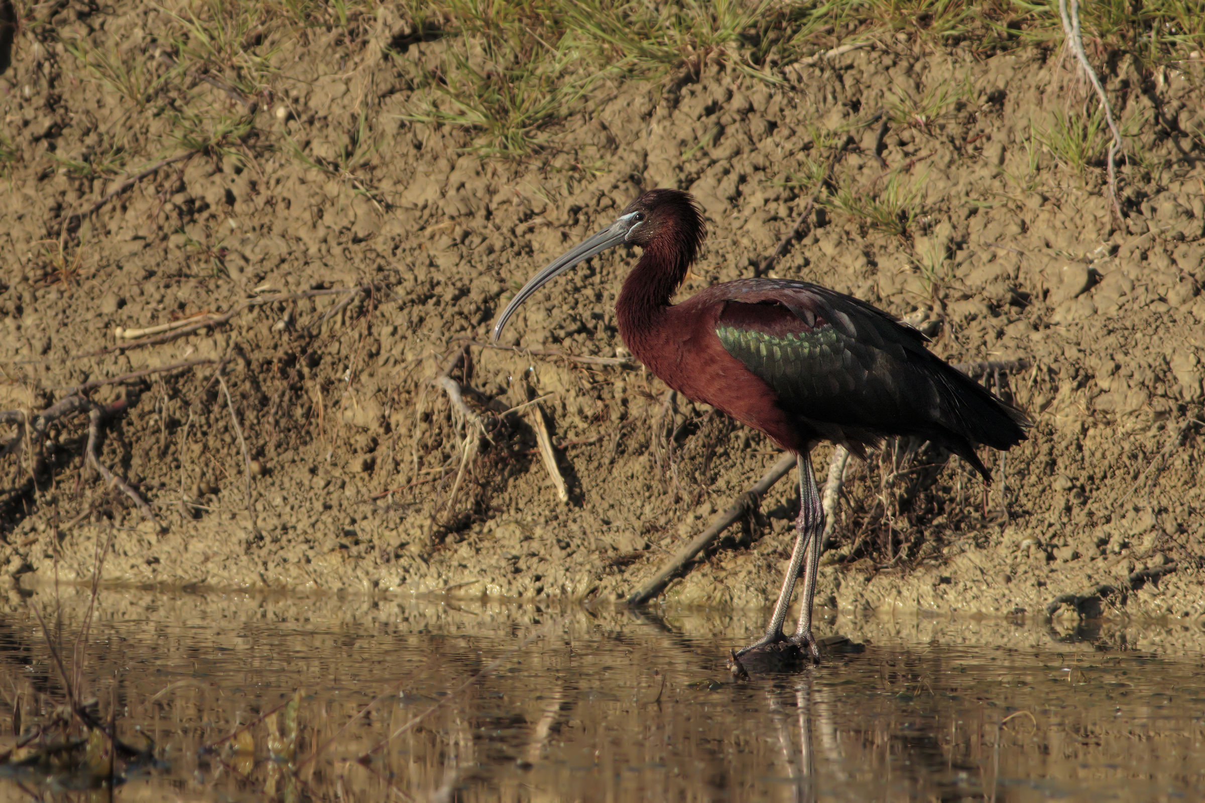 Glossy Ibis