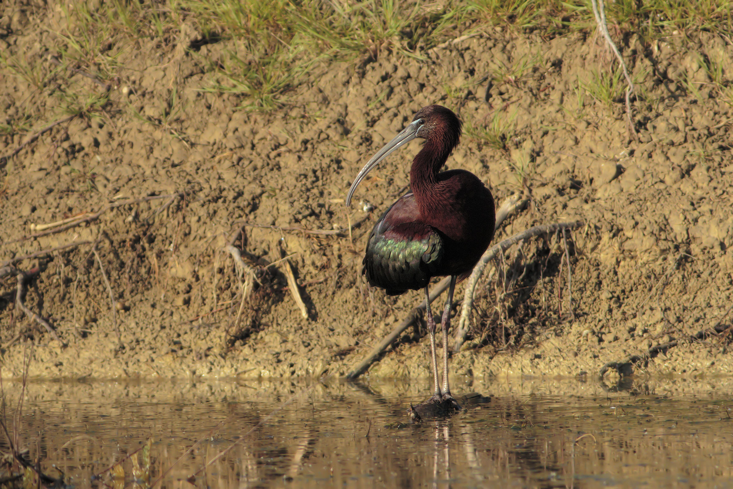 Glossy Ibis