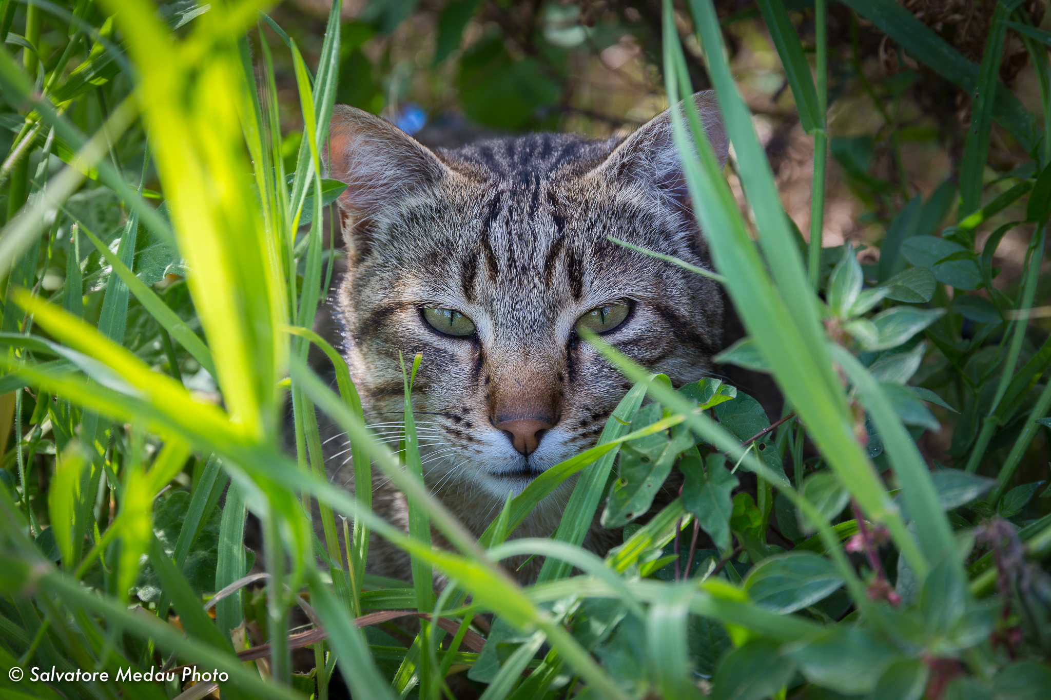 Postazione di caccia