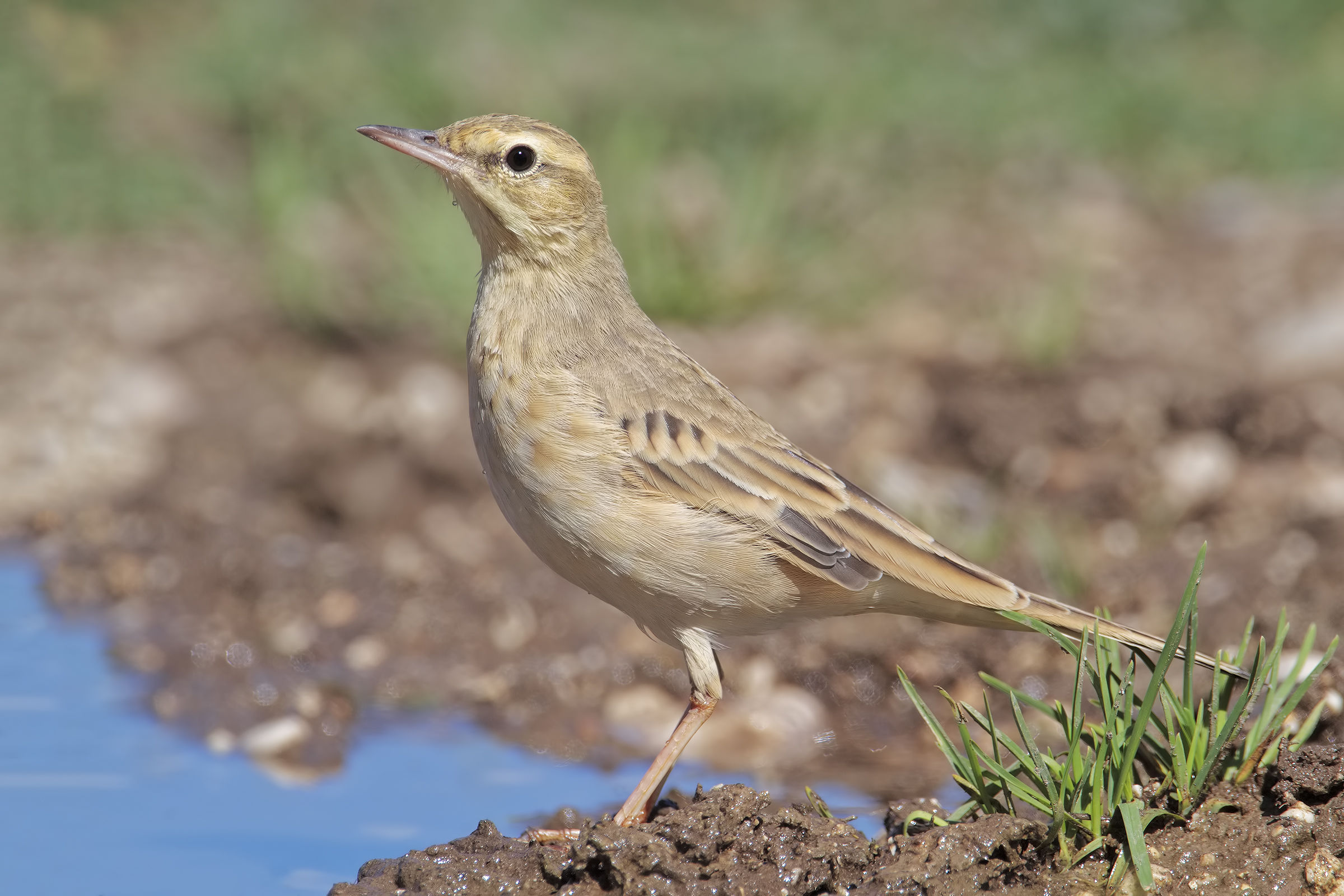 Tawny Pipit
