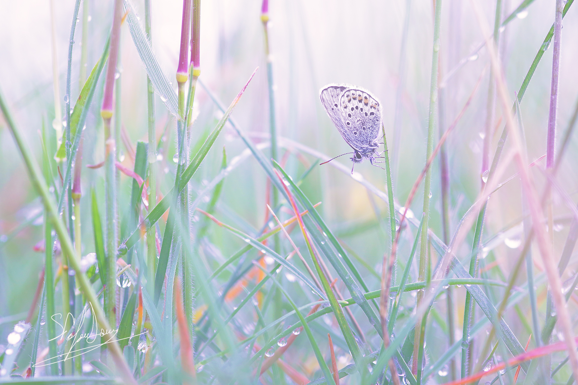 Among the wet filaments
