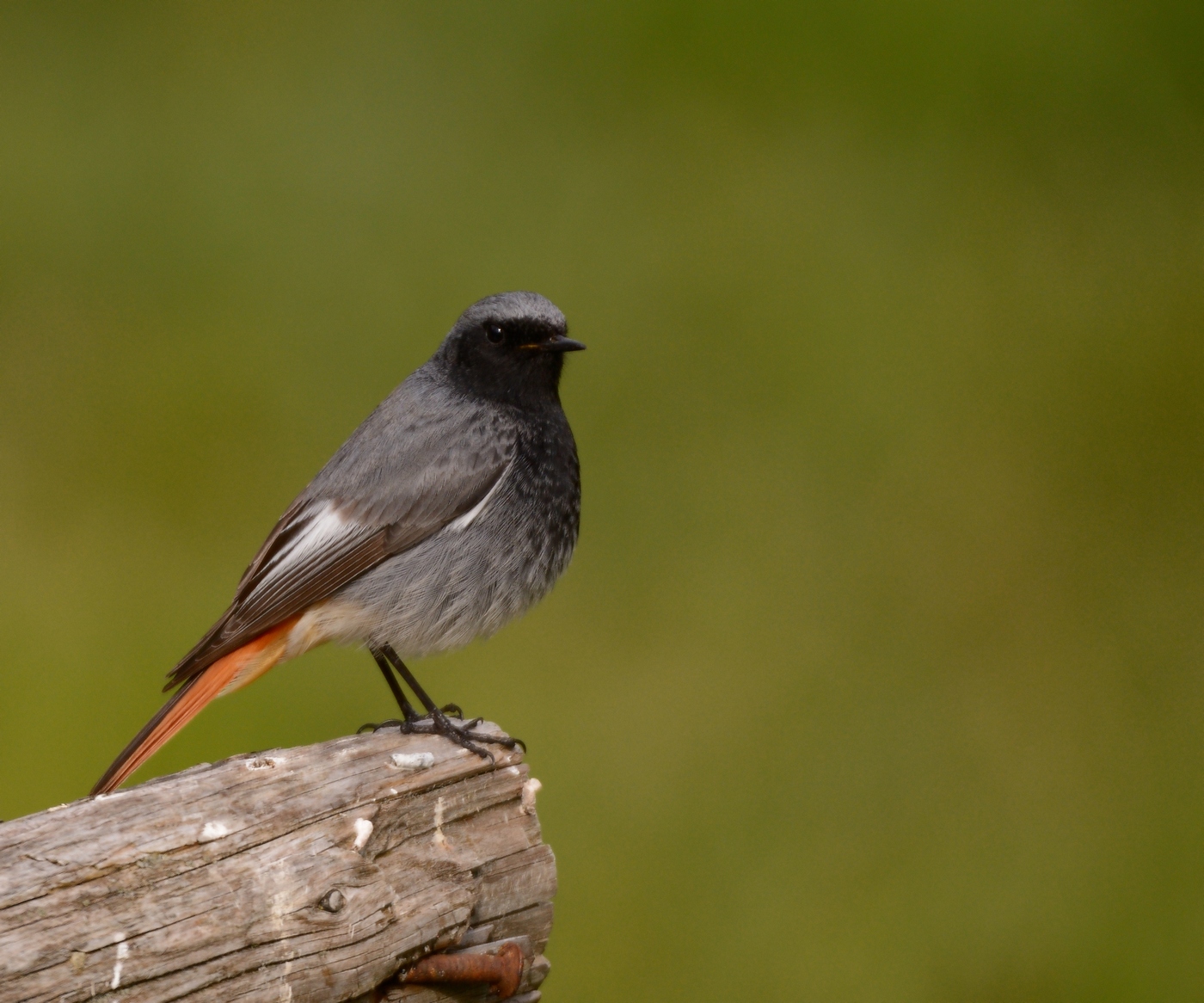 Phoenicurus ochruros
