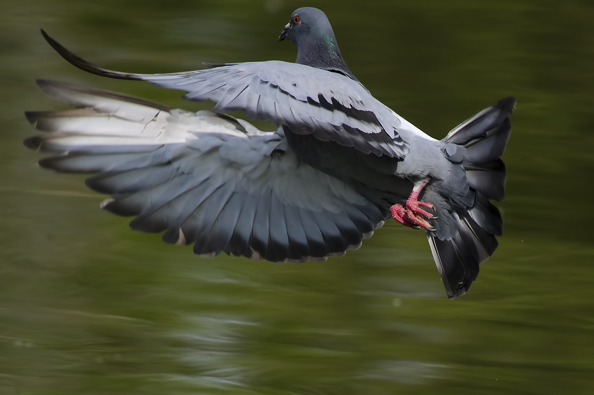 Il volo del Piccione