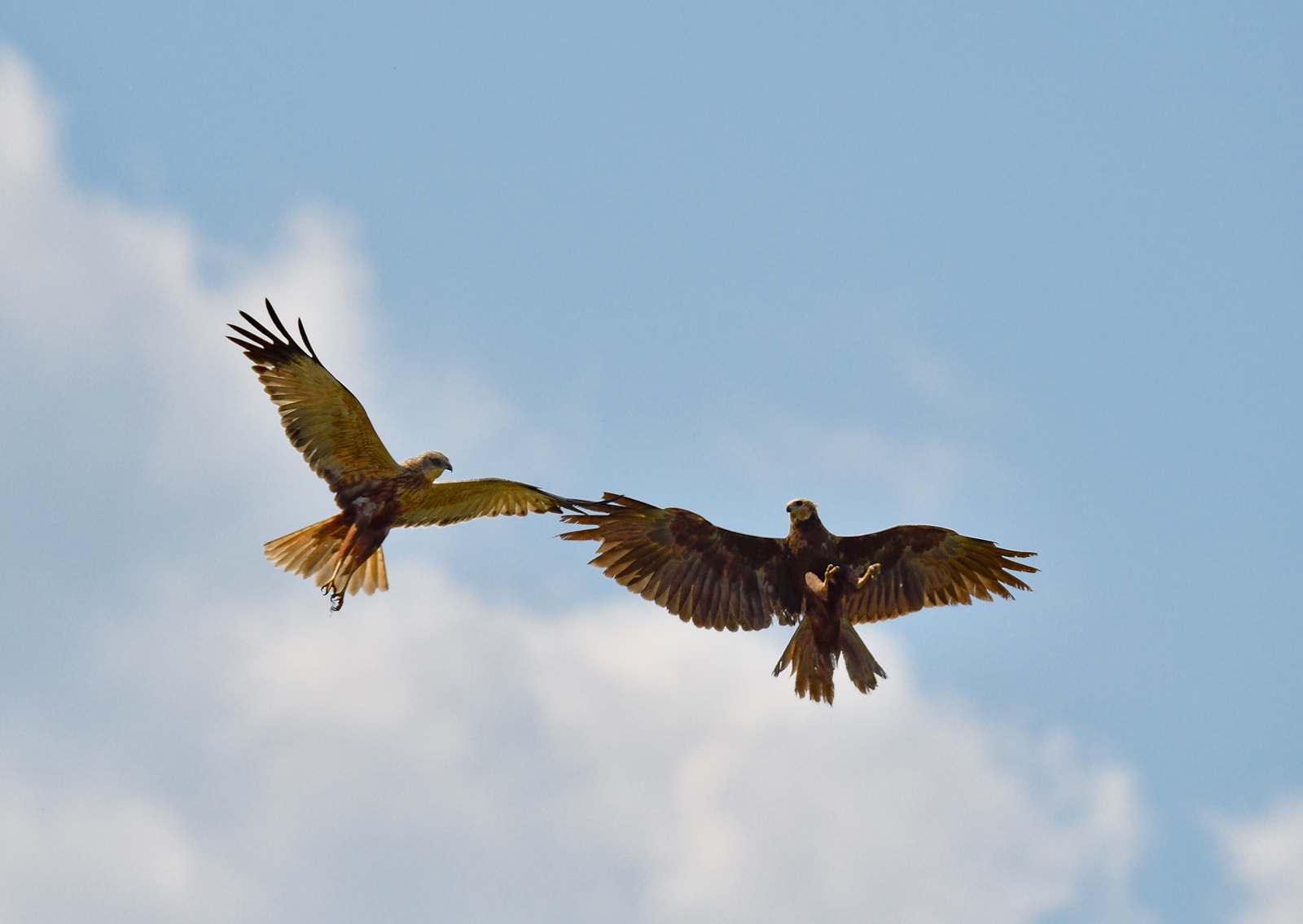 La danza dei falchi di palude
