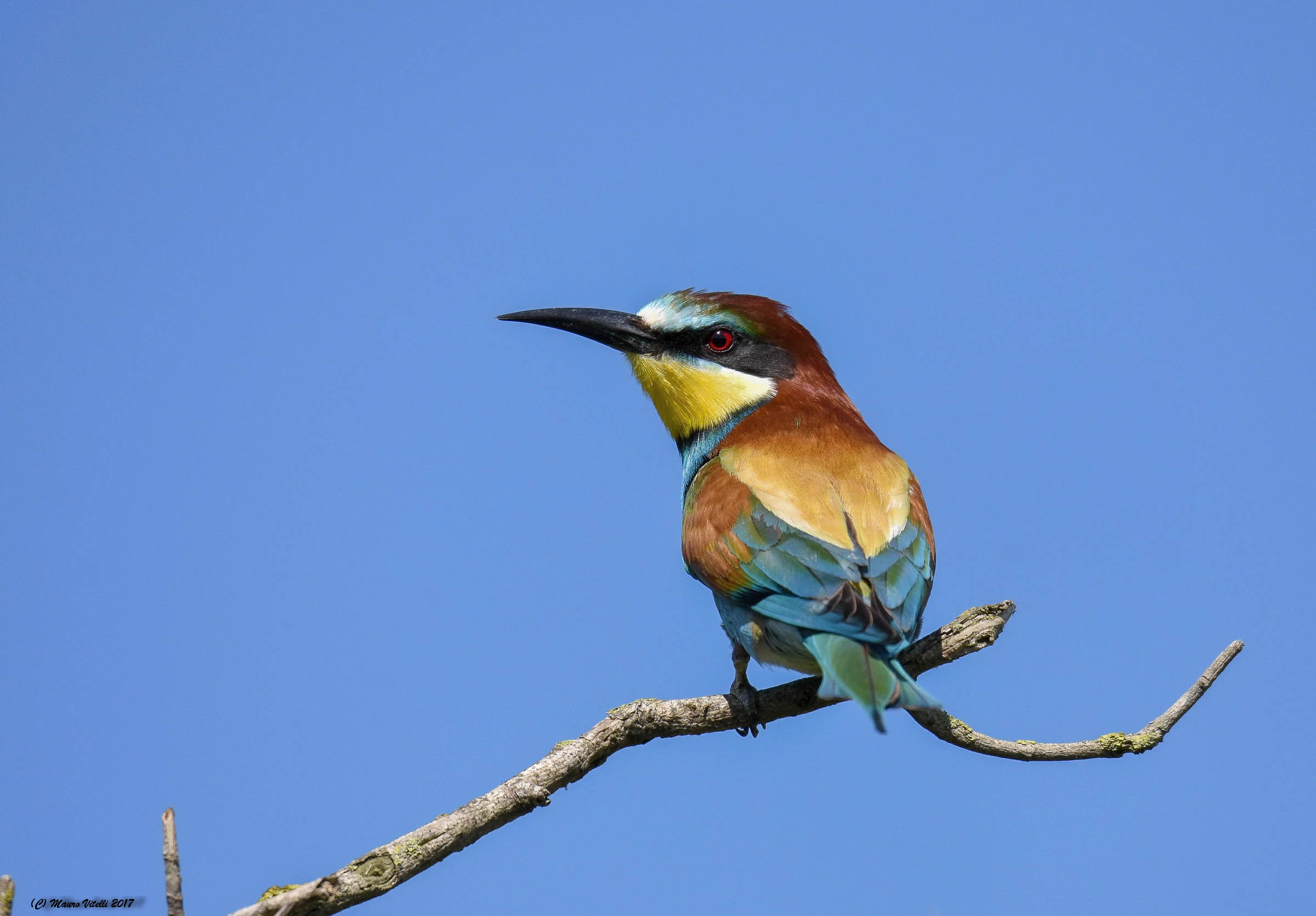 Eater (Merops apiaster)