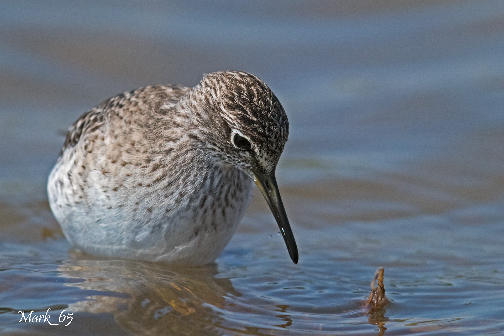 piro piro boschereccio