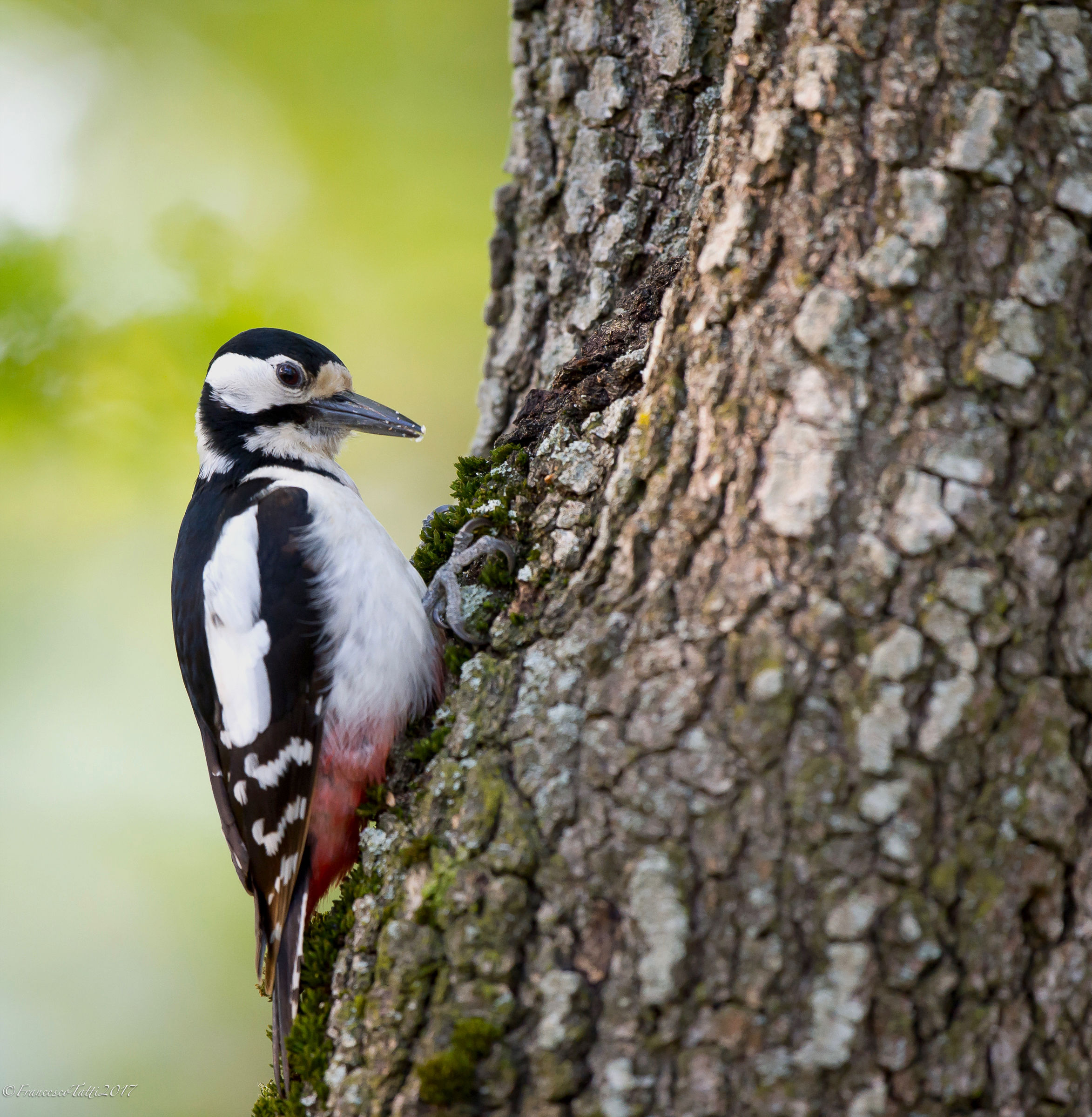woodpecker