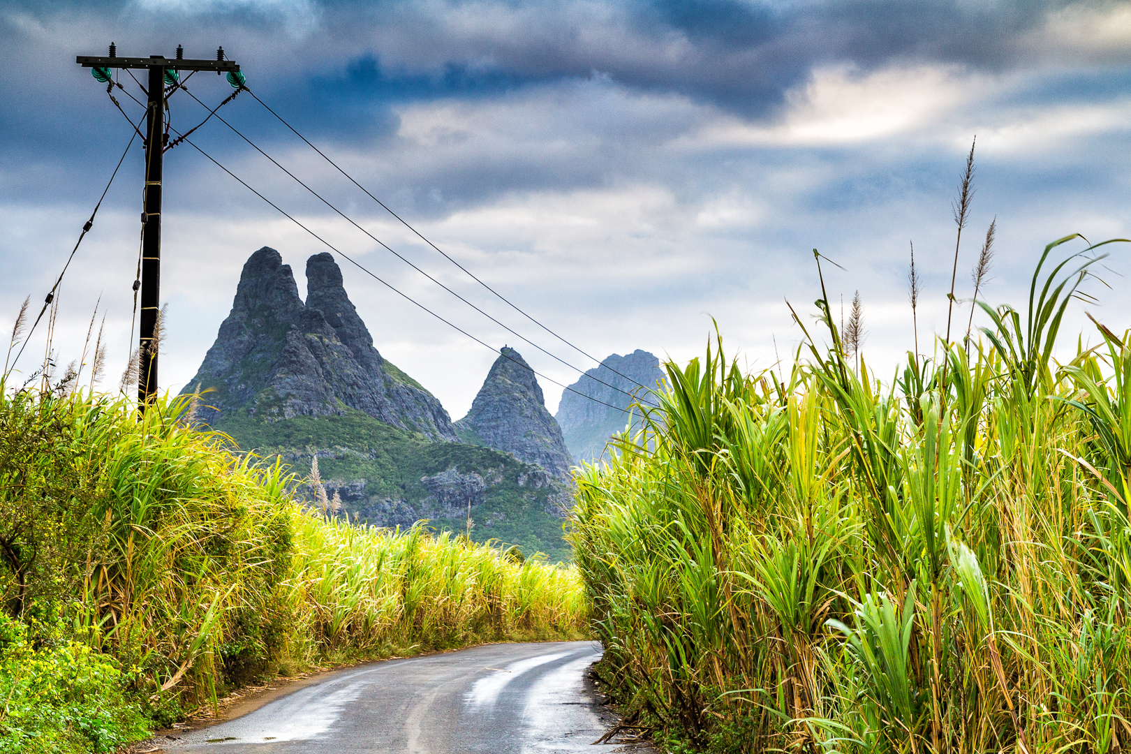 After the rain in the cane