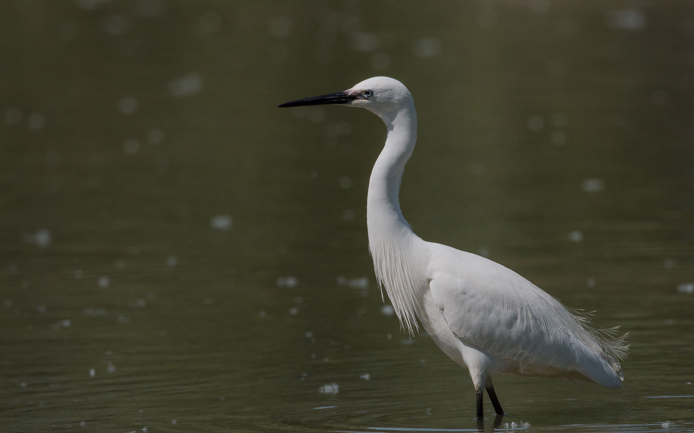 Greater white heron