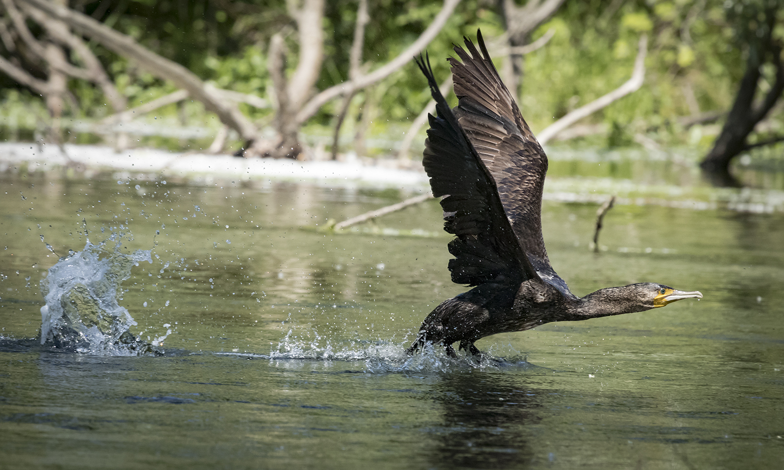 Cormorant takeoff
