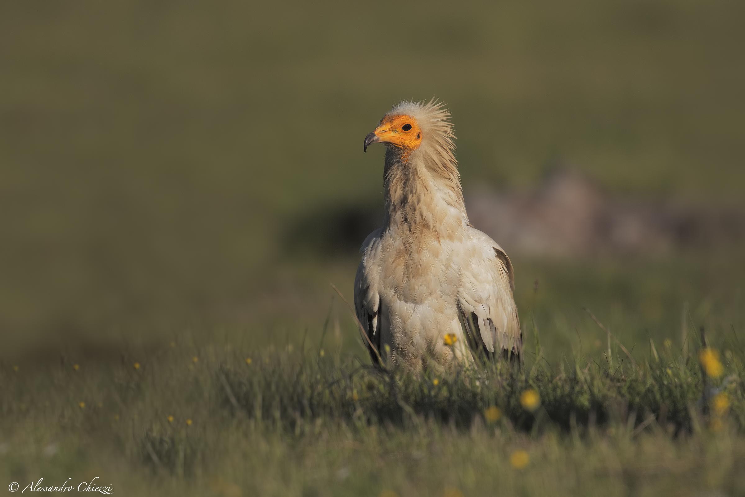 Egyptian vulture