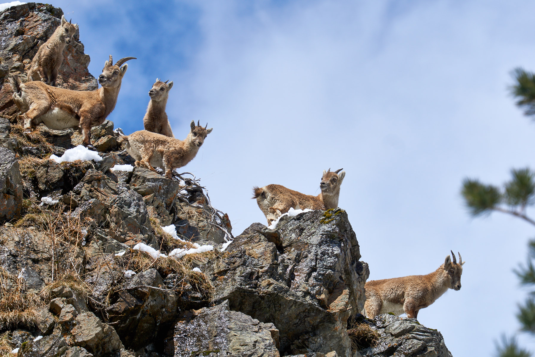 Group of gooseberries