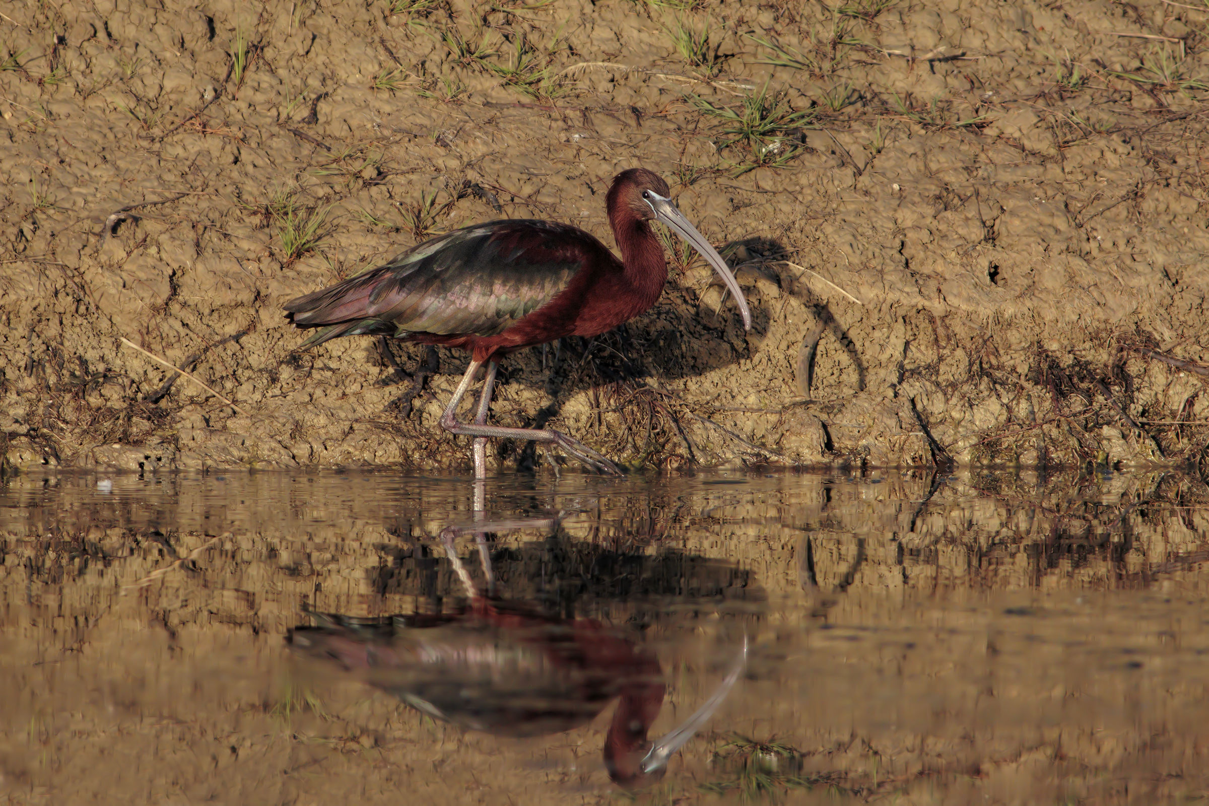 Glossy Ibis