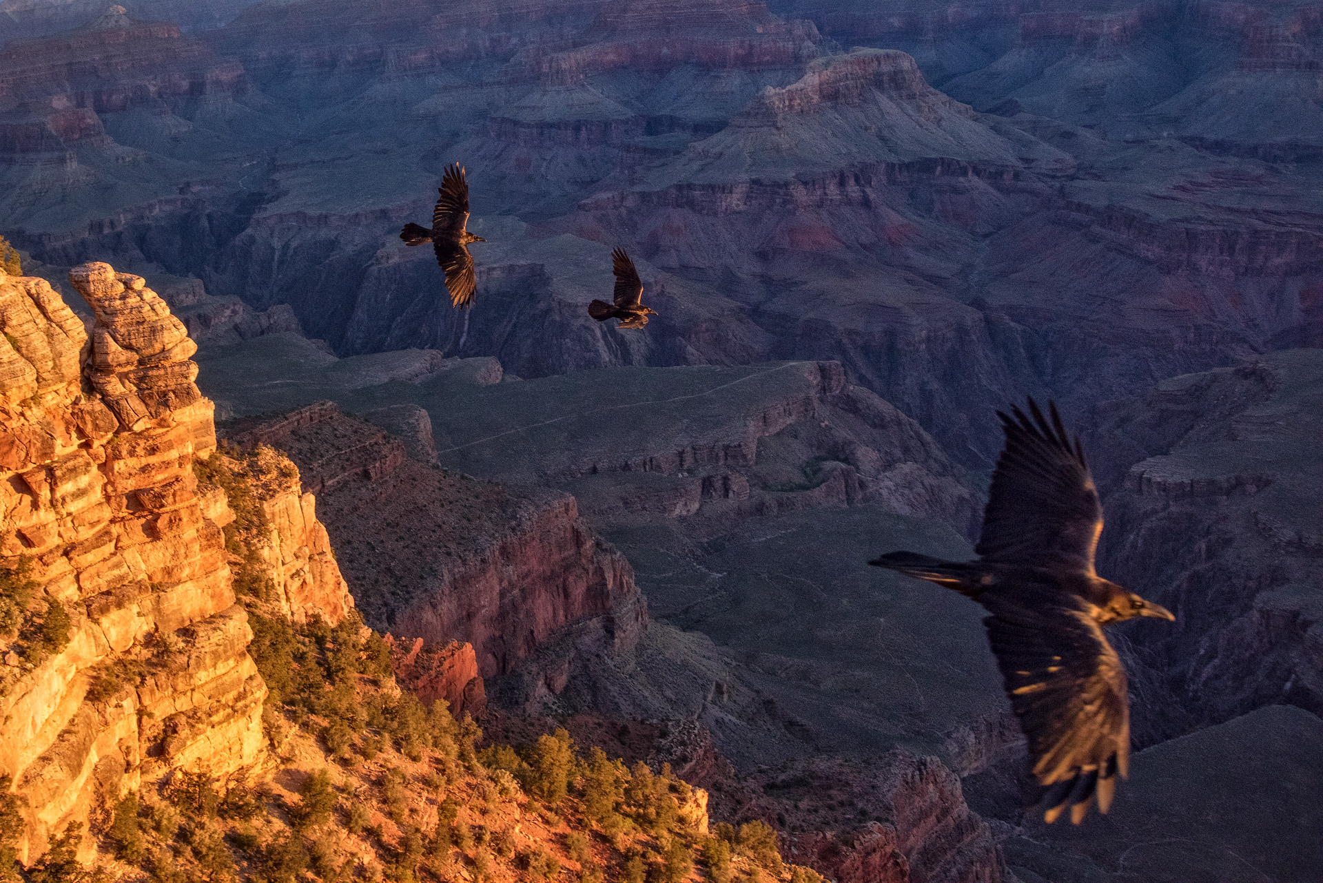 Crow FLy Grand Canyon