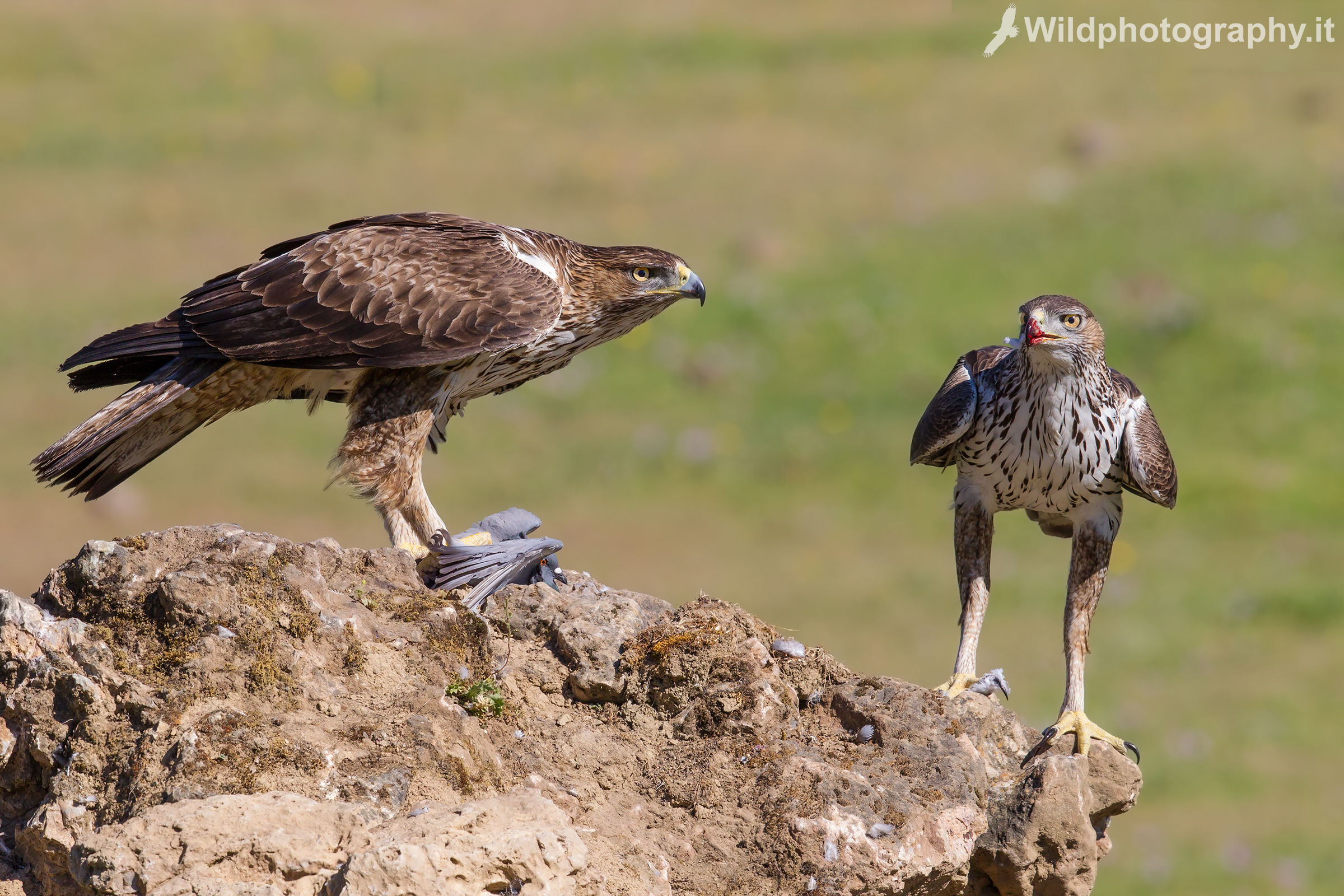 Bonelli - The couple