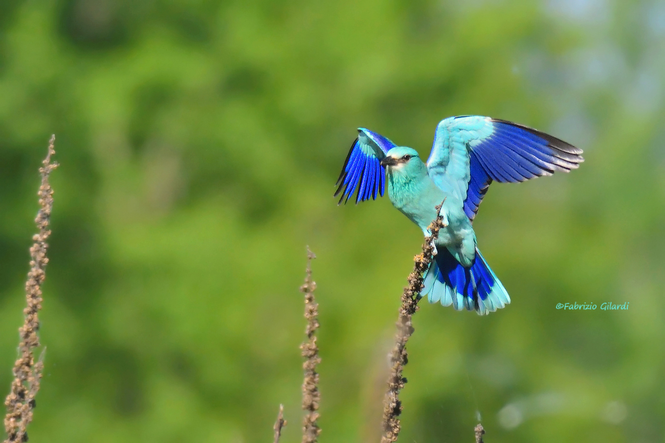 Navy (Coracias garrulus)