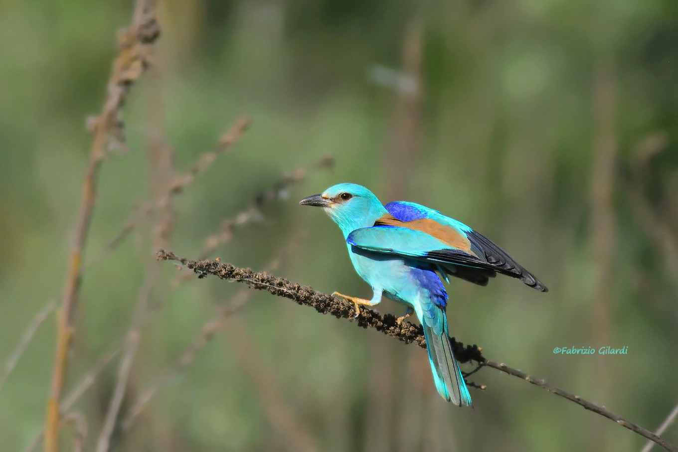 Navy (Coracias garrulus)