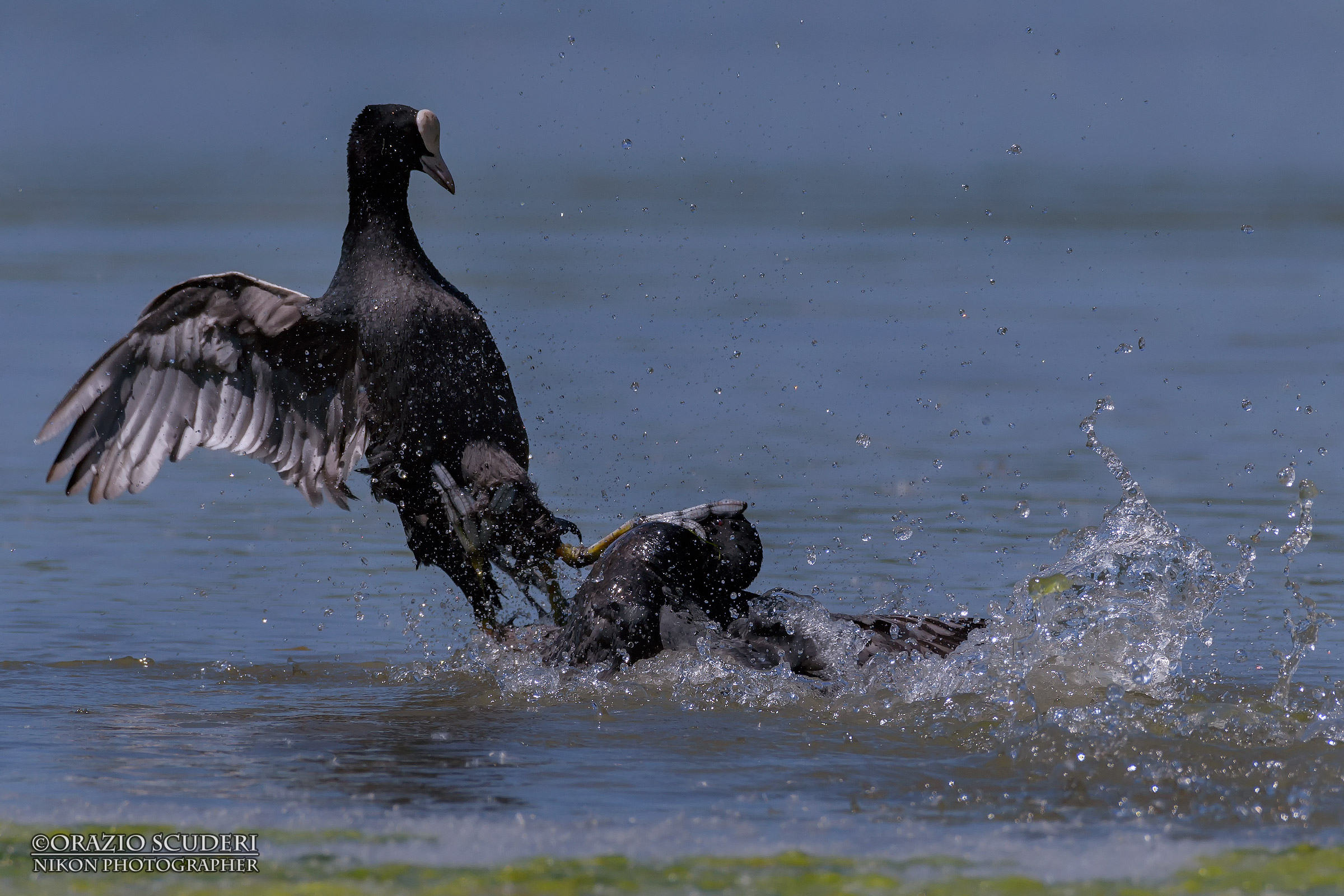 Fulica atra