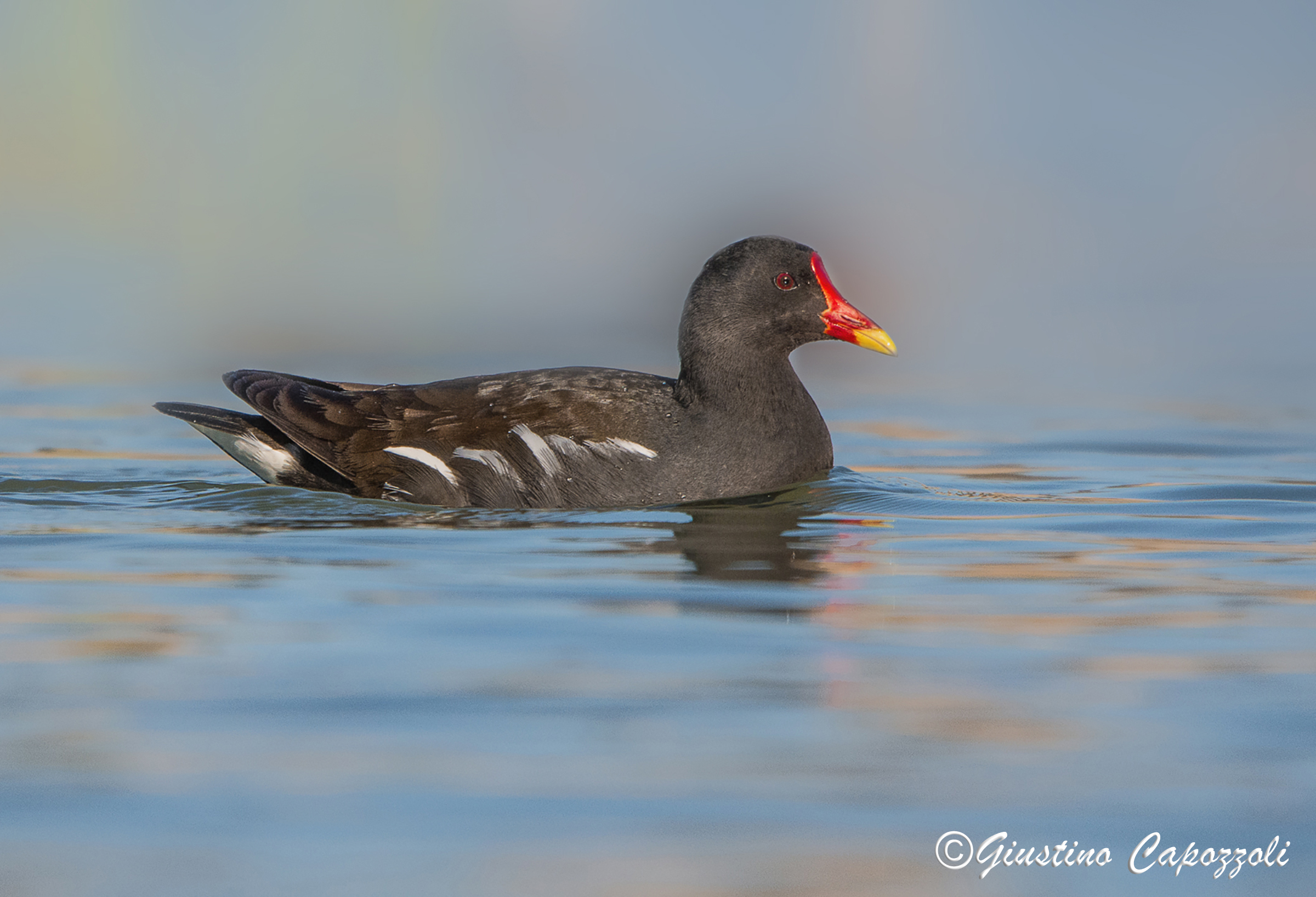 Moorhen