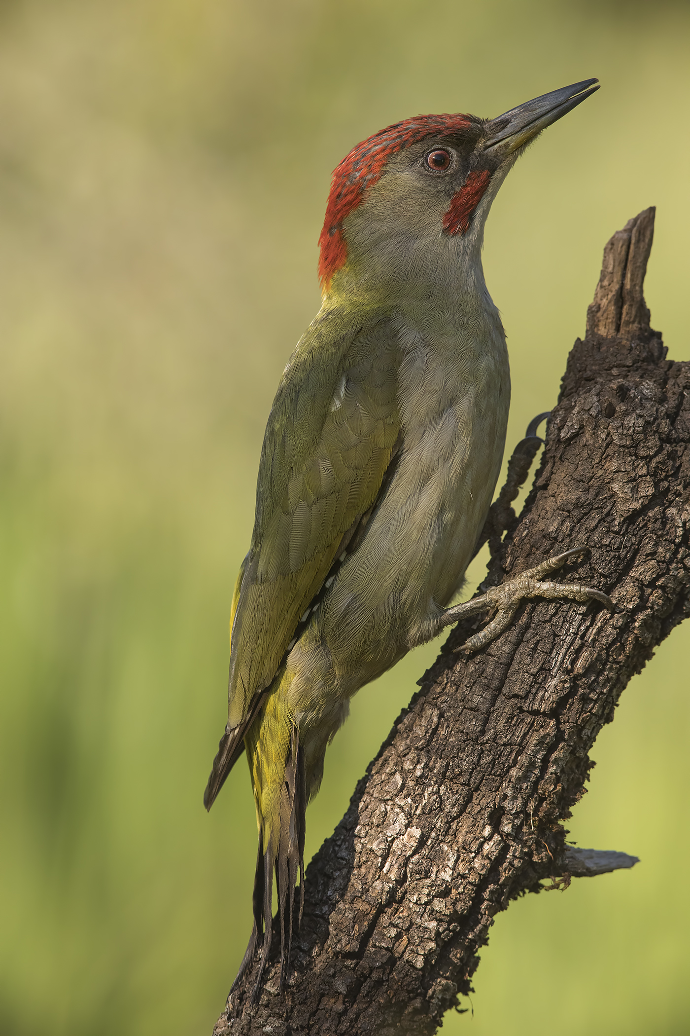 picchio verde(picus viridis) maschietto andalusia 2017