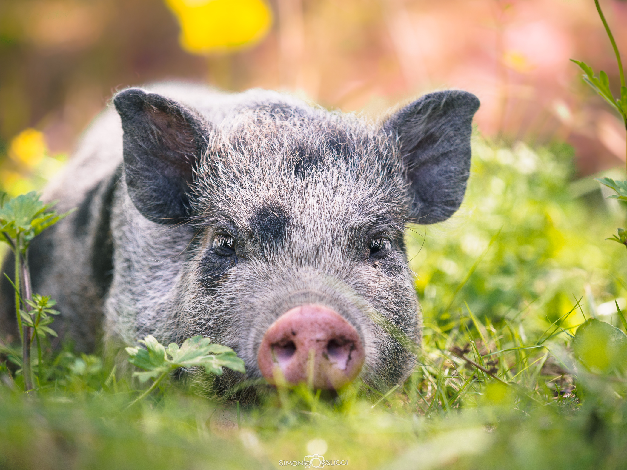 Un maialino in campagna (1/2)