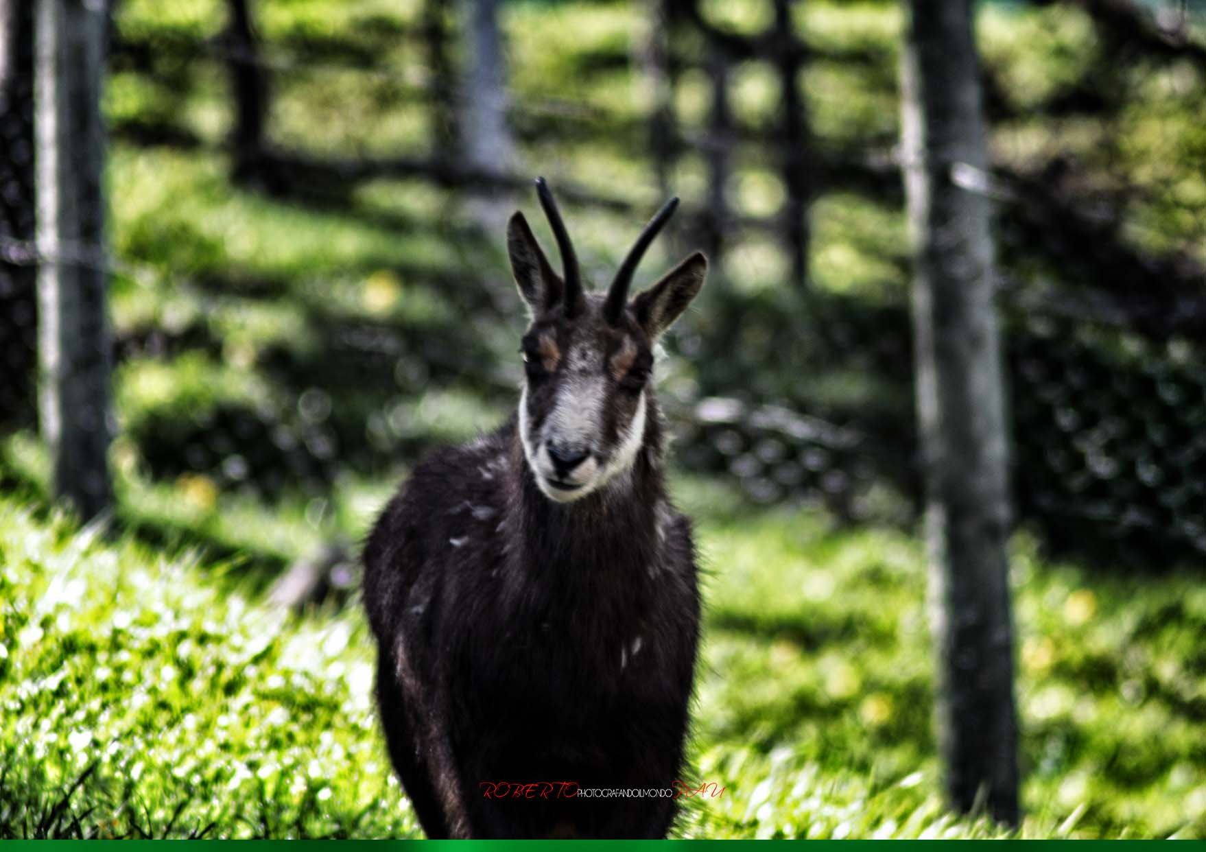 Chamois in the Valle d'Aosta