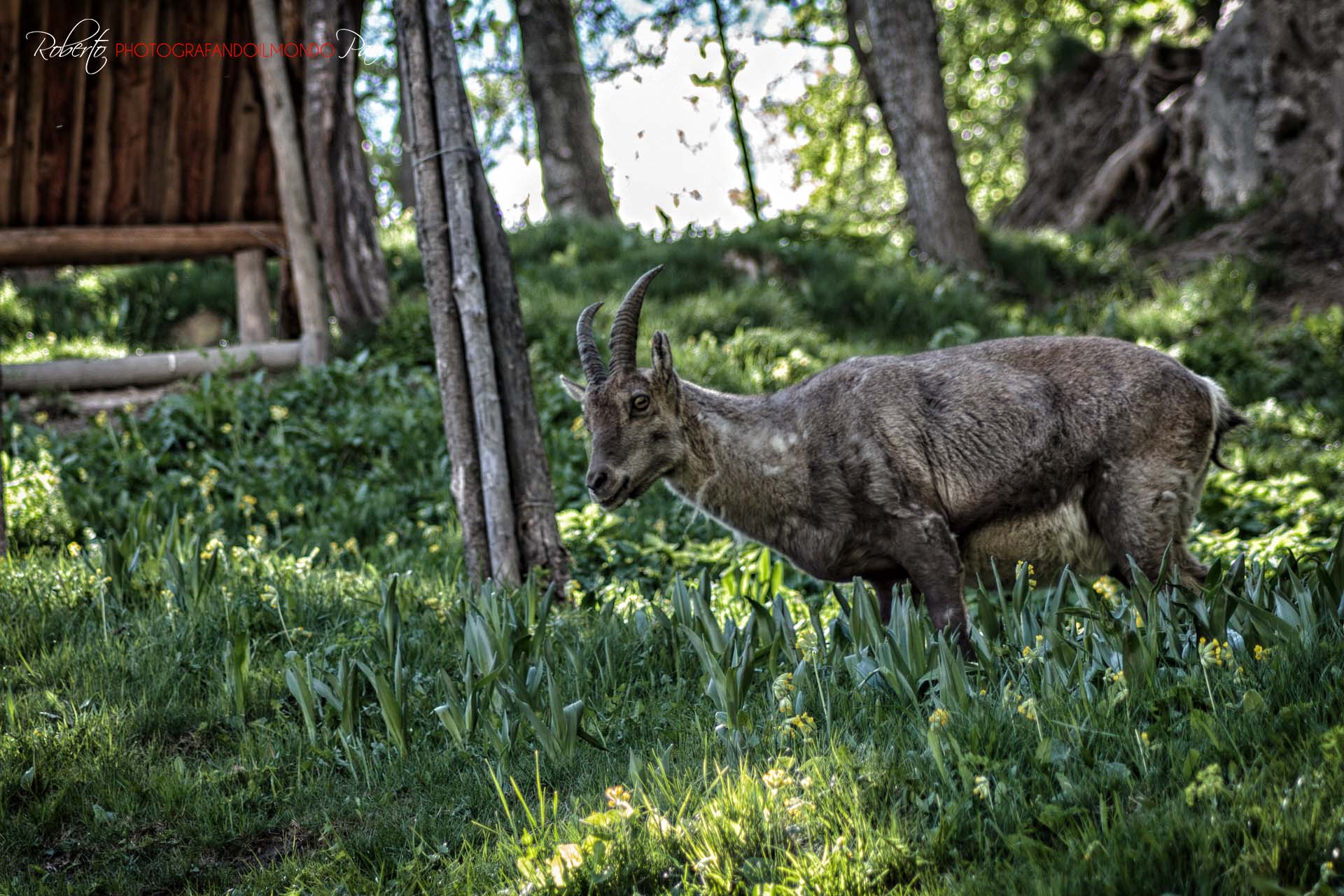 Ibex in the Valle d'Aosta