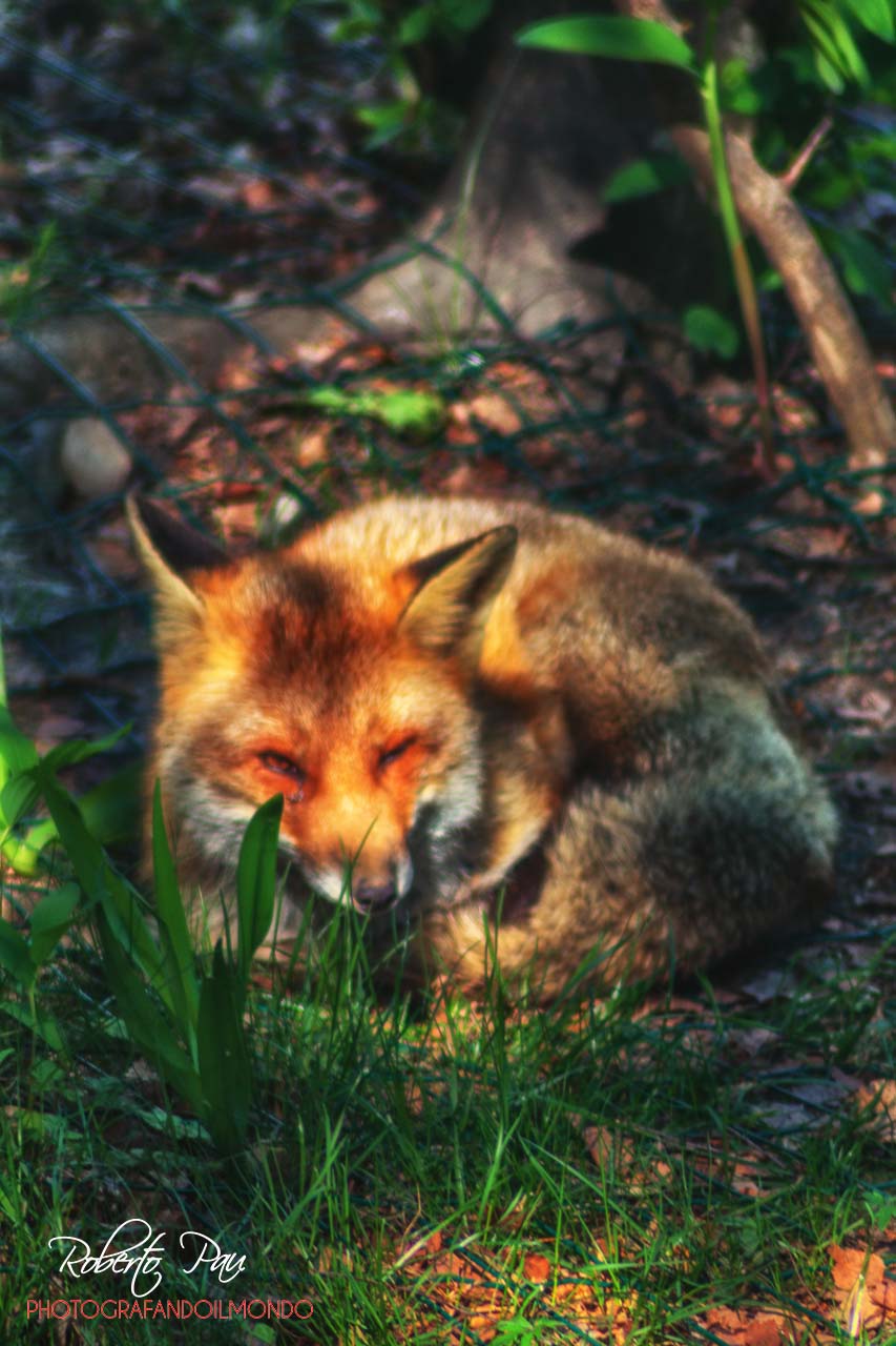 Volpe of Valle d'Aosta