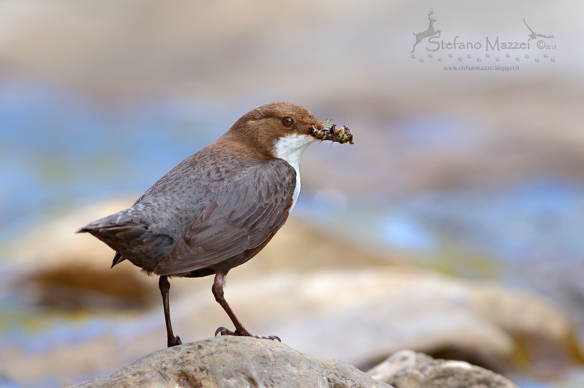 dipper