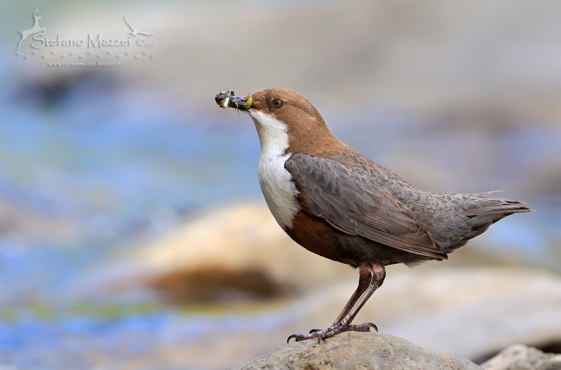 Portrait of Dipper