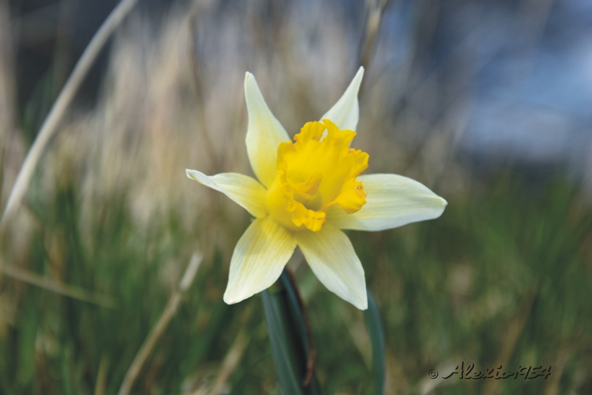 Greater Giunchiglia (Salty Noodle)
