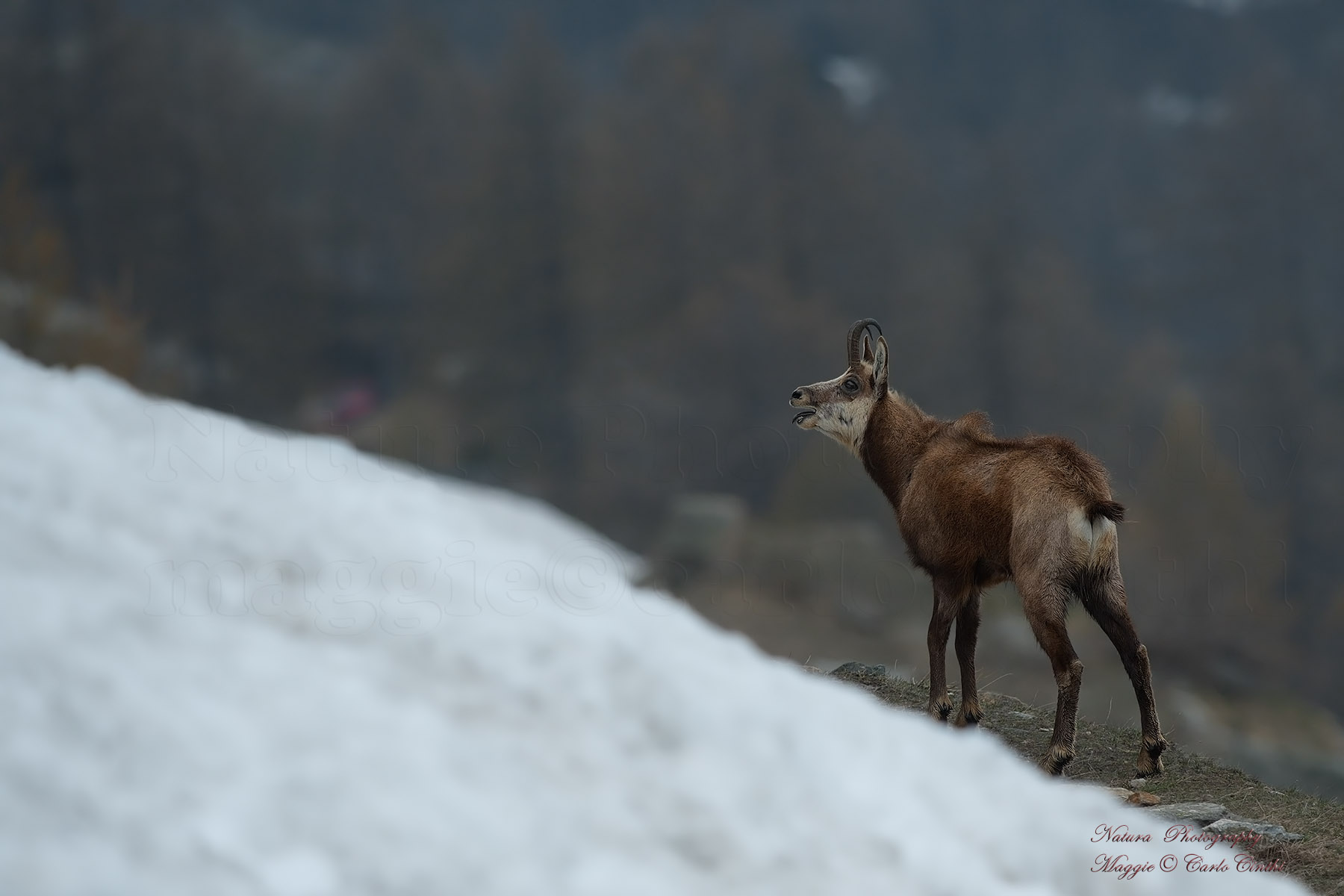 Chamois