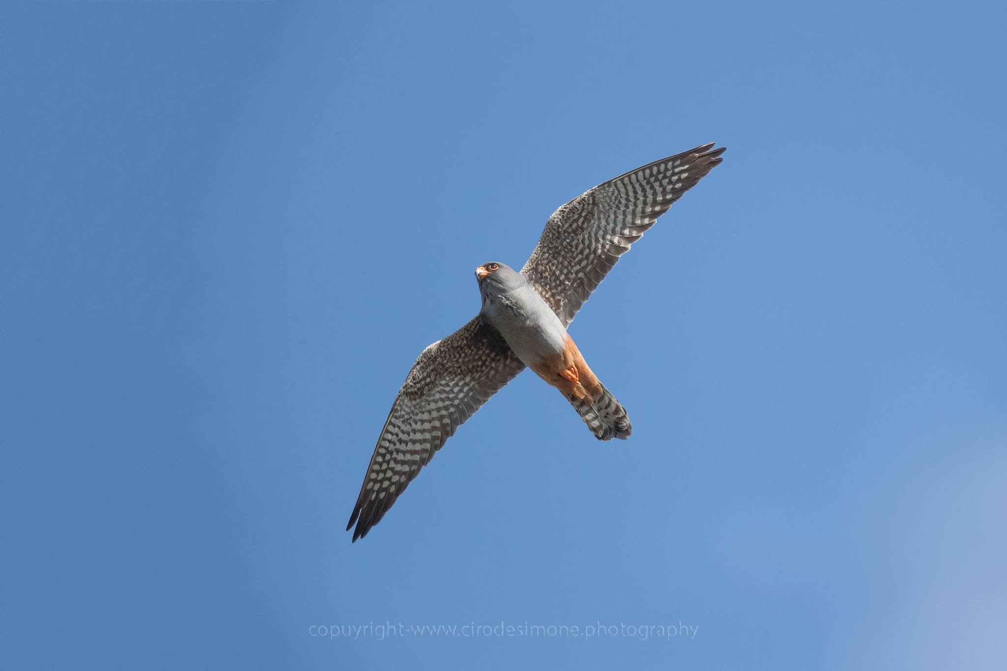 Falco cuculo maschio