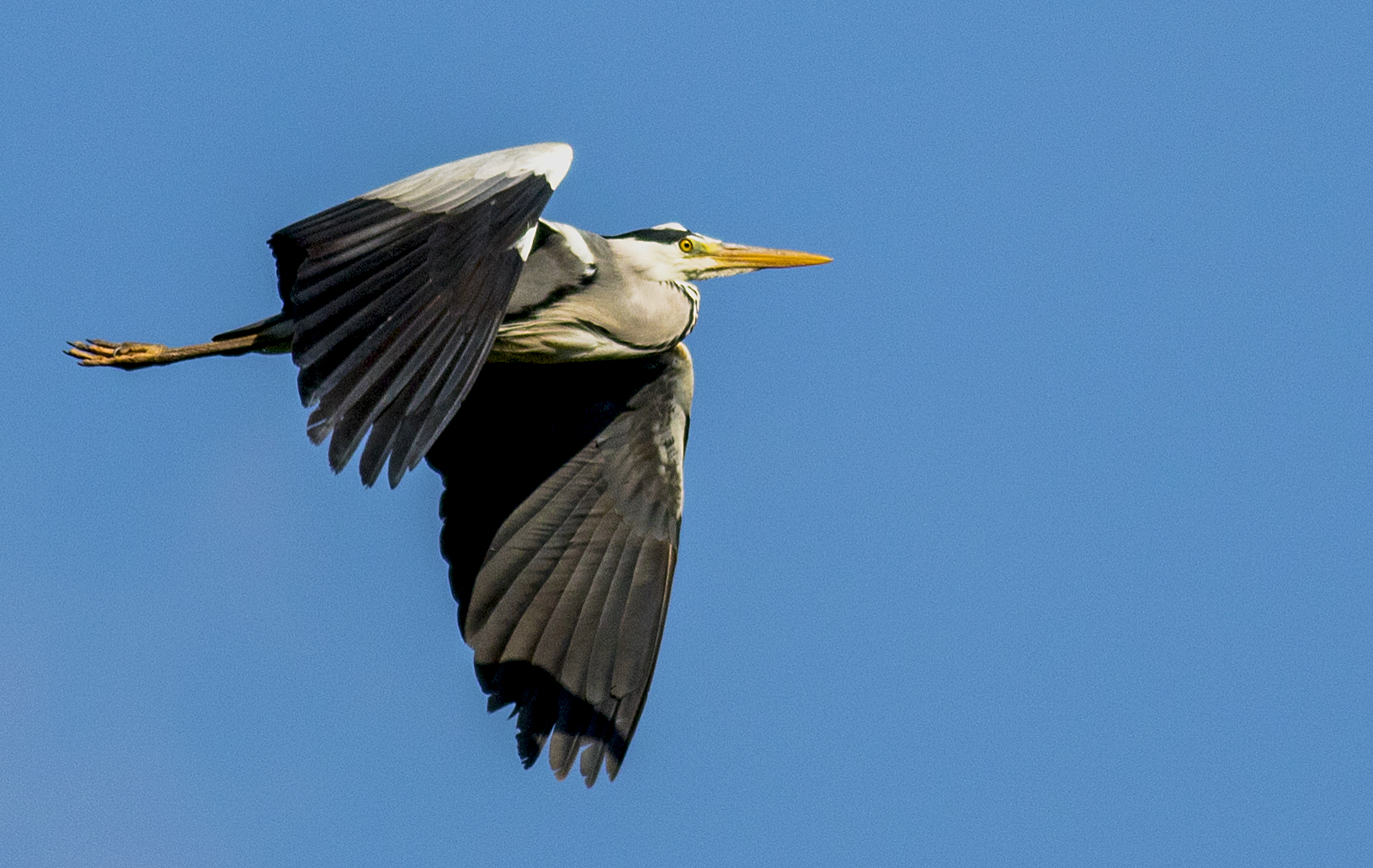 Heron
