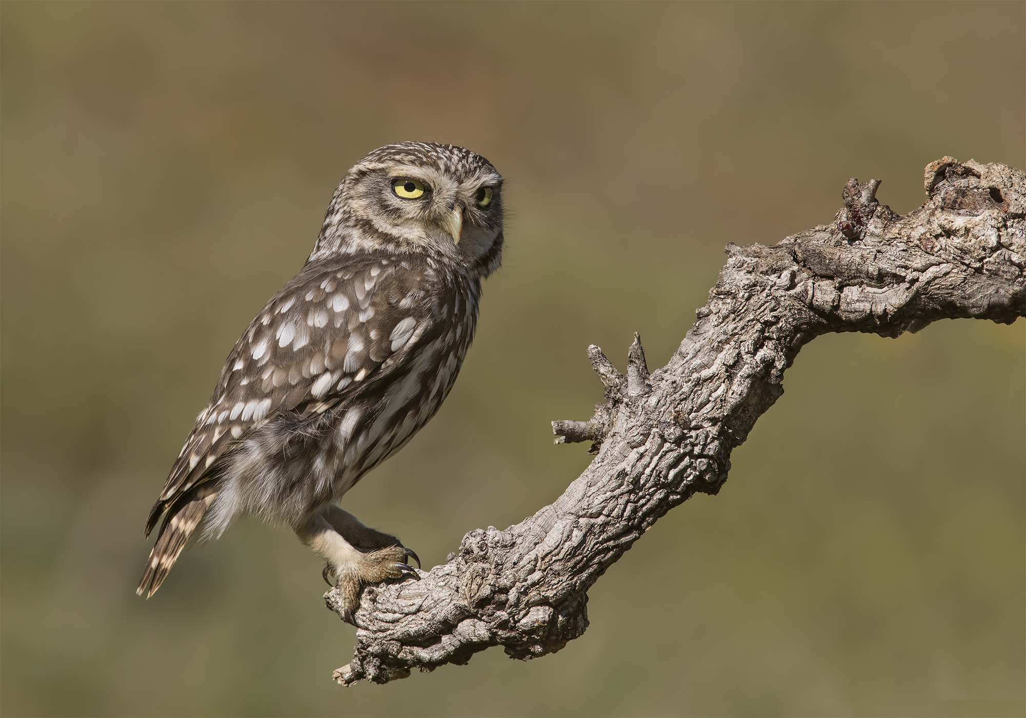 civetta andalusia 2017