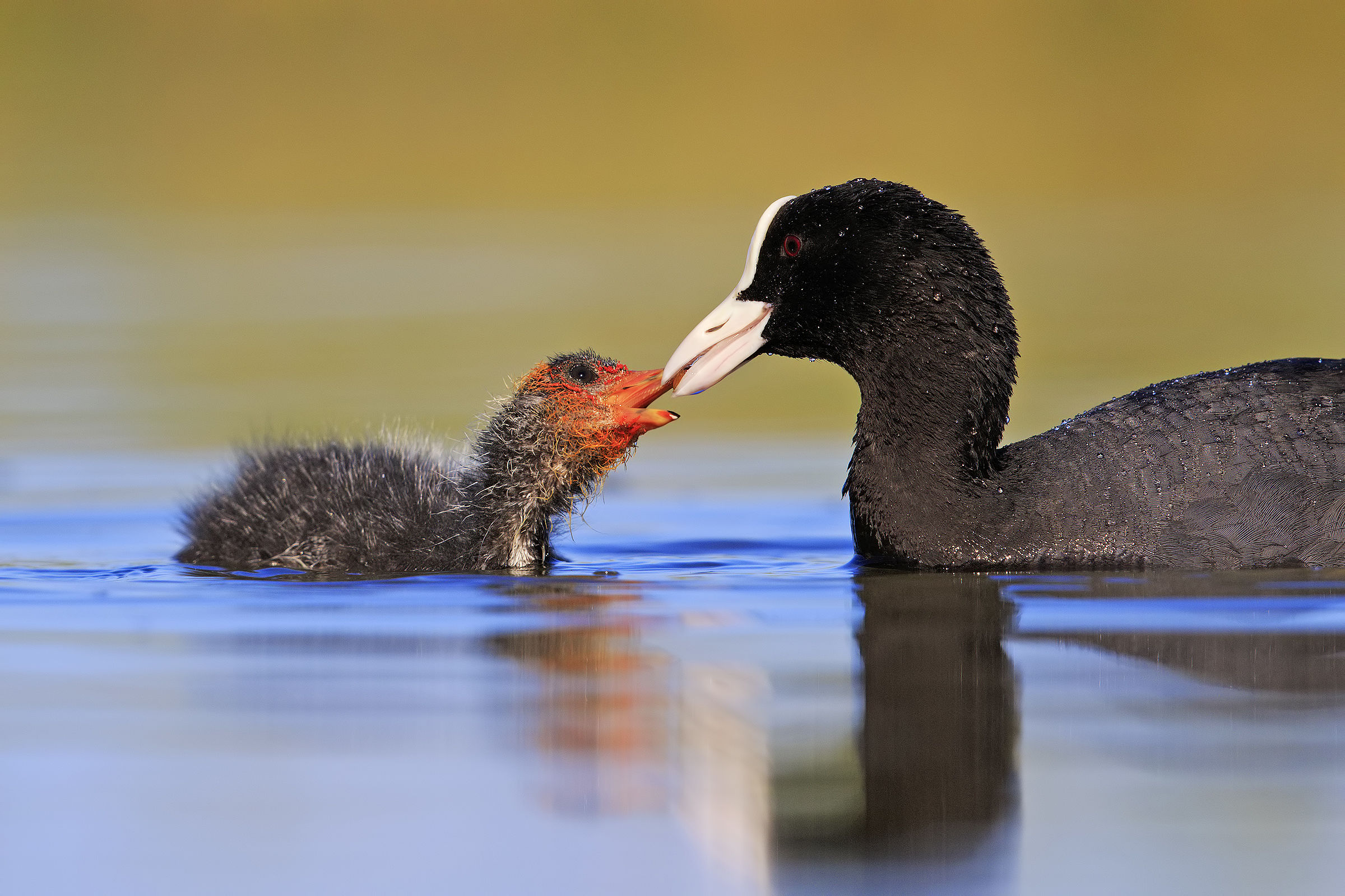 Semplicemente folaghe