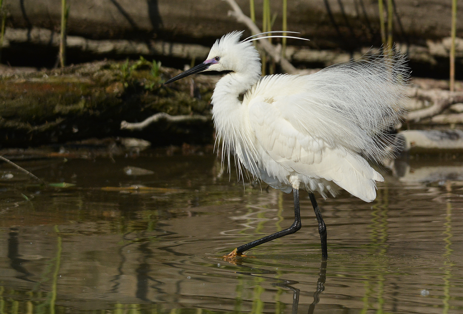 marching towards the altar