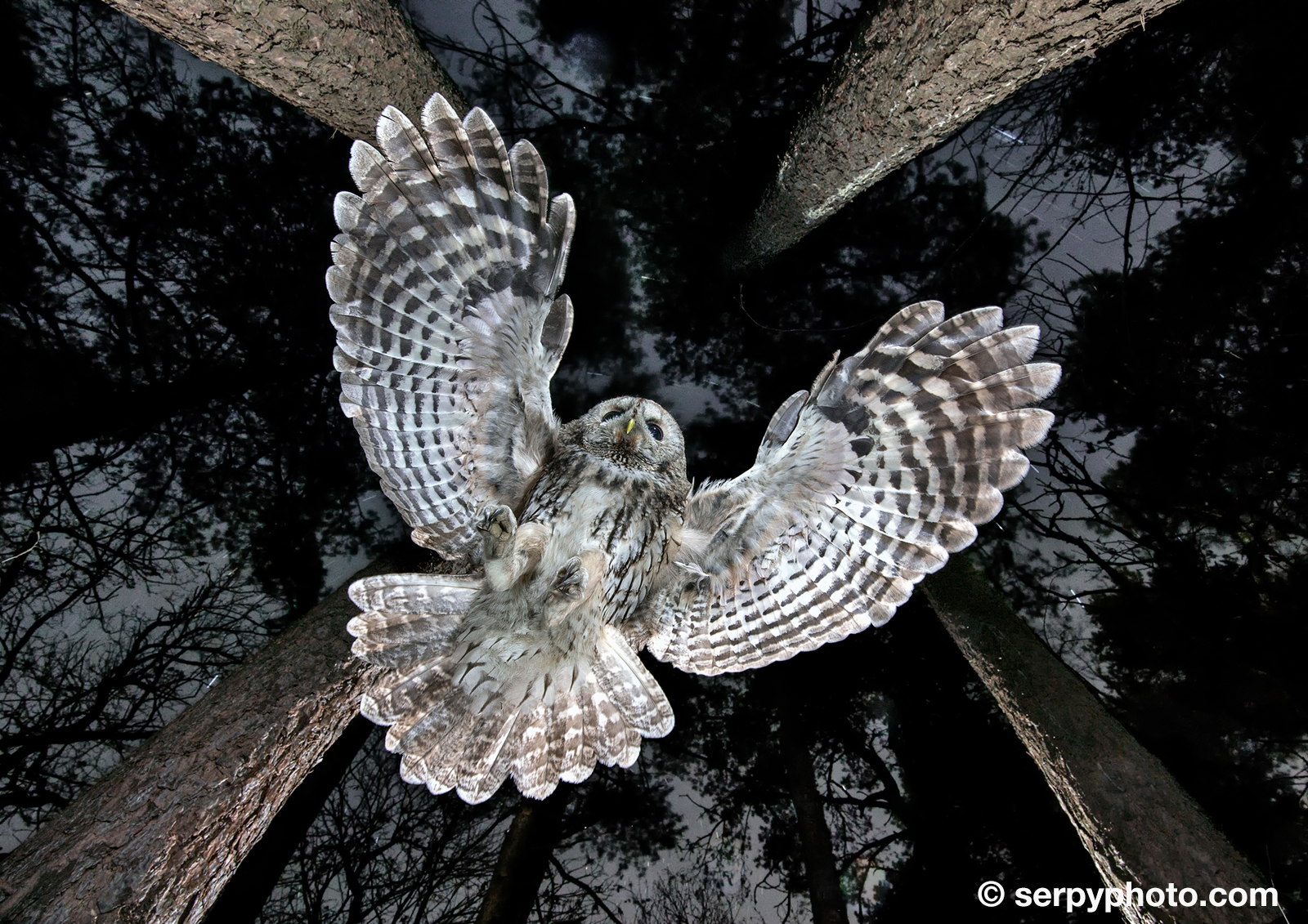 Fantasma nella notte