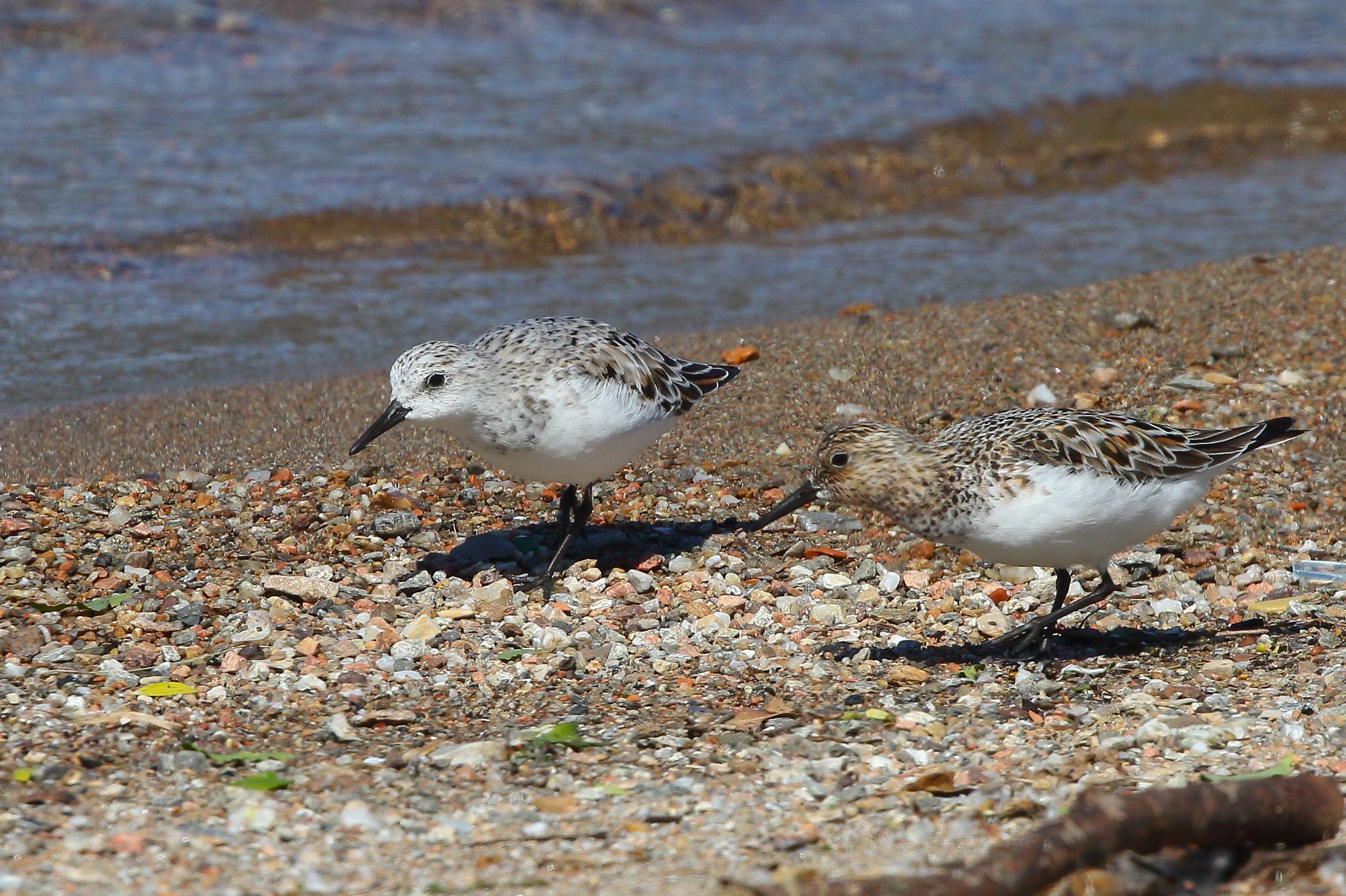 Piovanello tridattilo