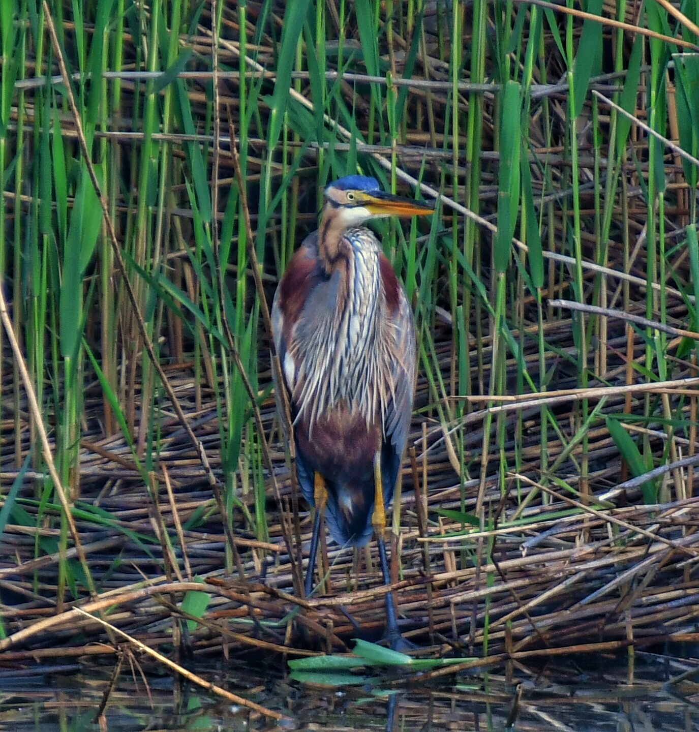 Red heron