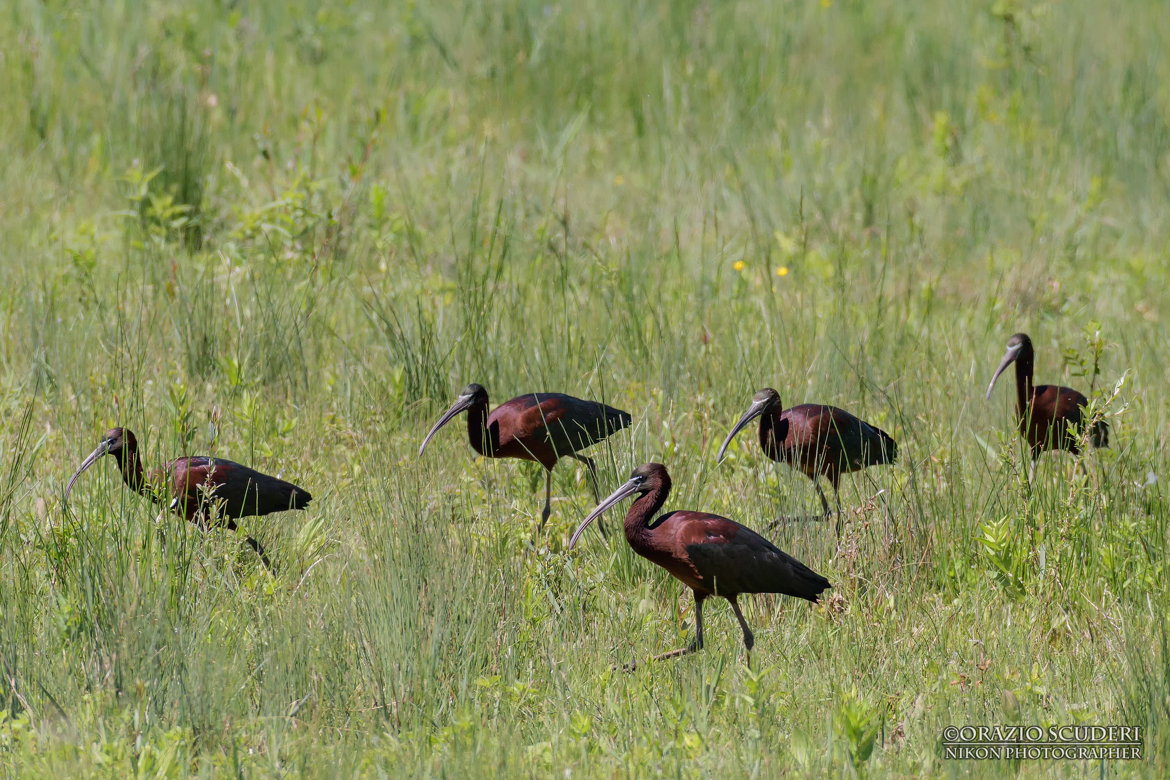 Plegadis falcinellus