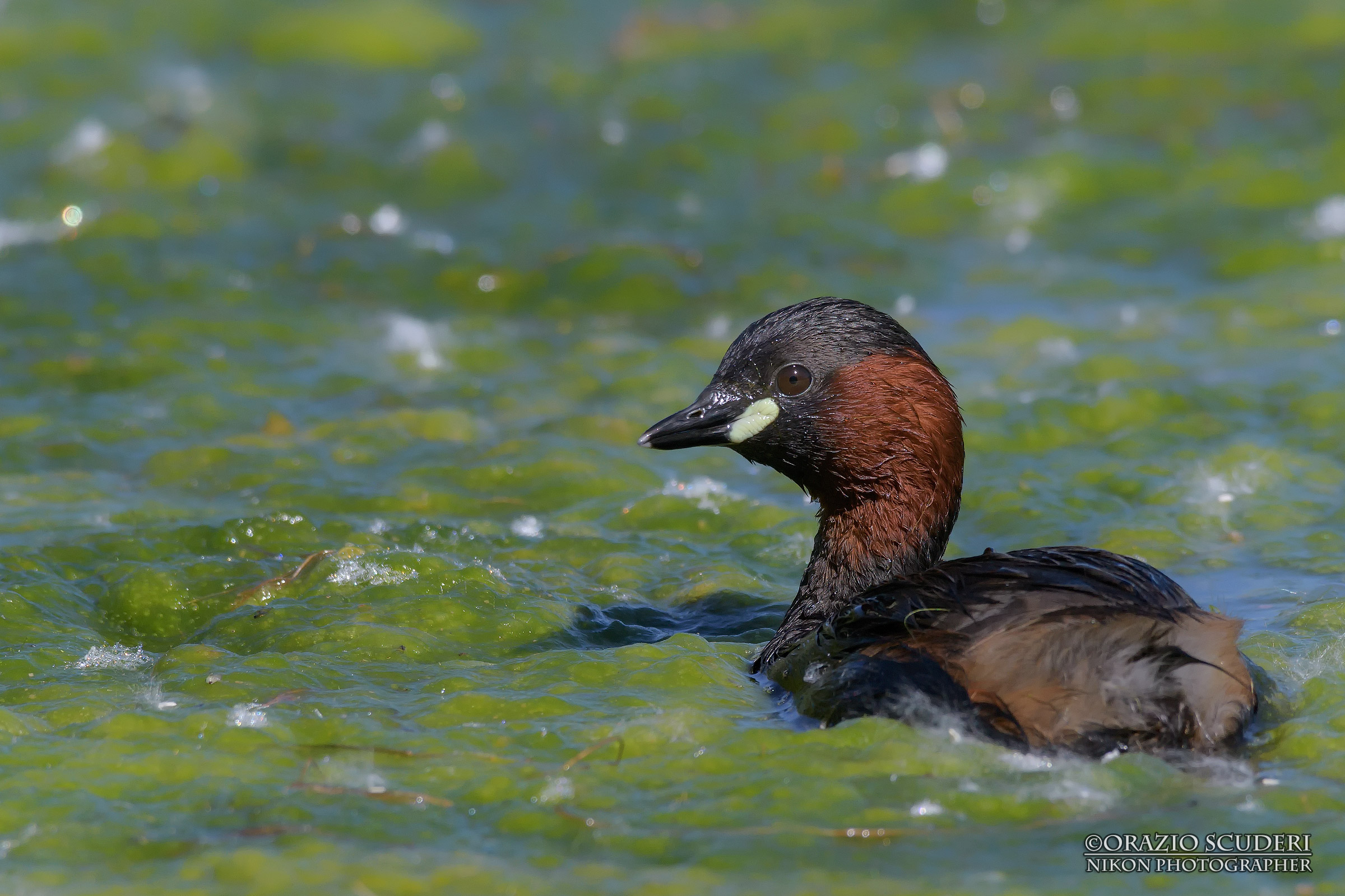 Tachybaptus ruficollis
